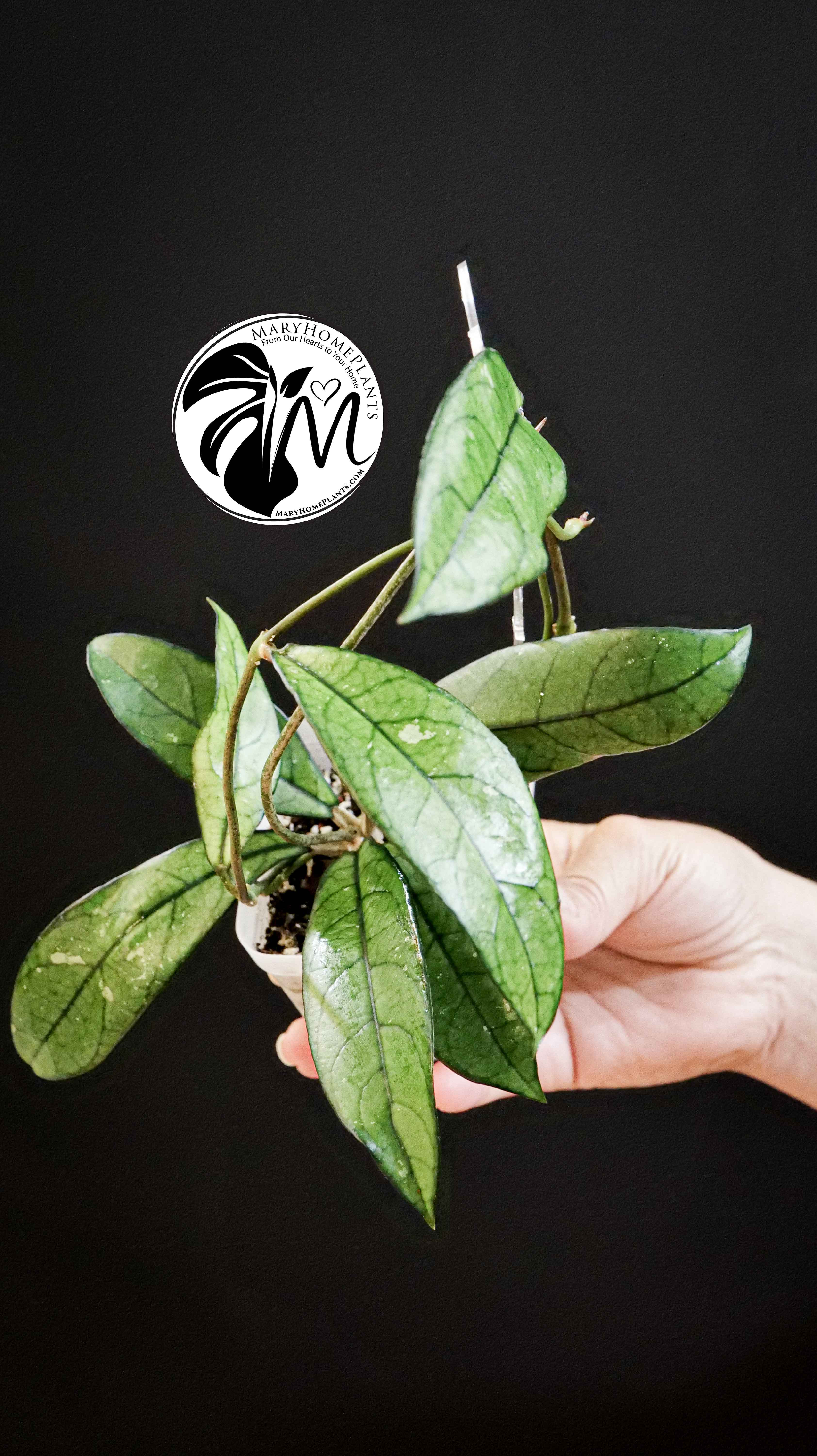 Hoya Crassipetiolata Splash
