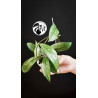 Hoya Crassipetiolata Splash