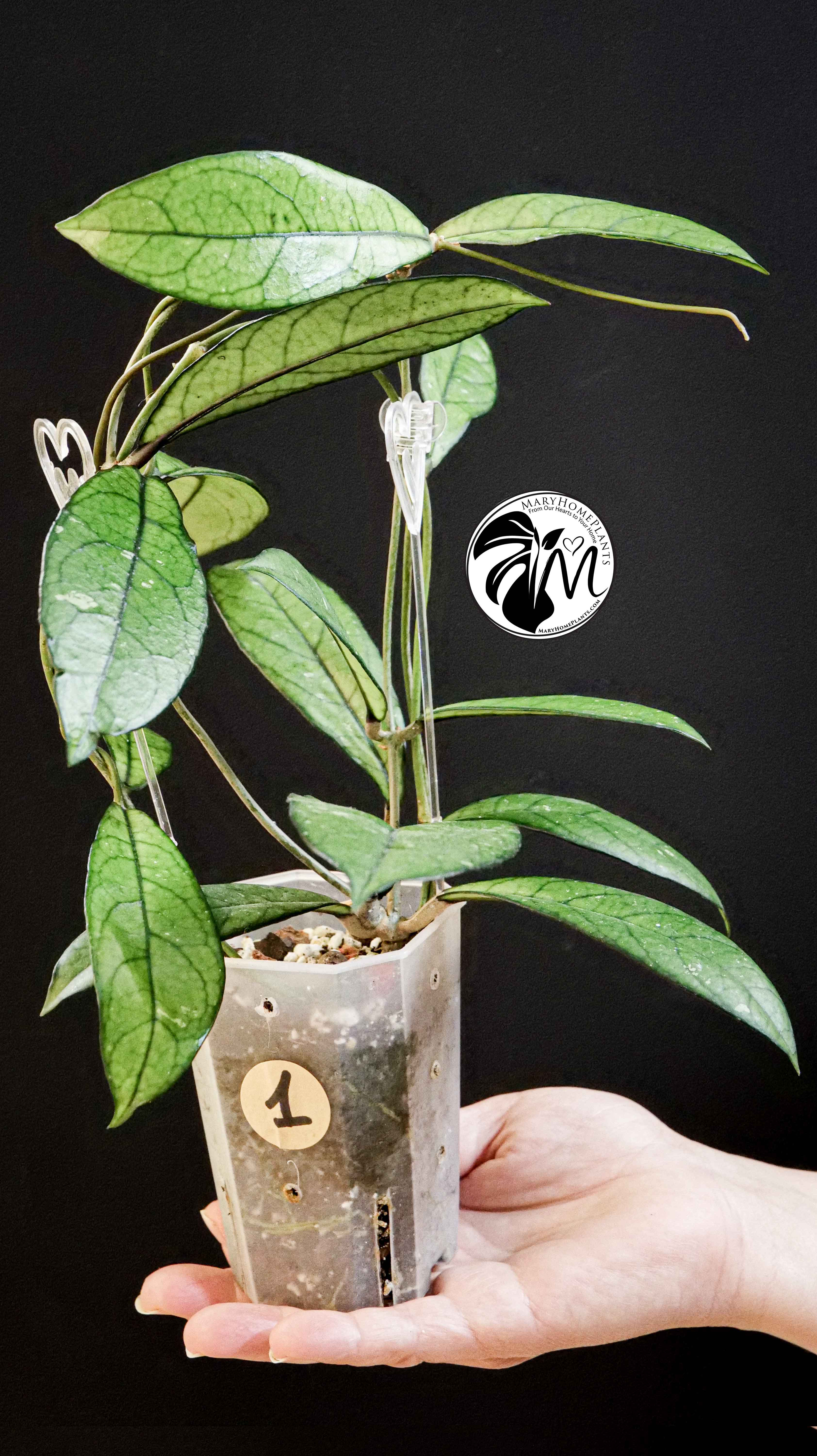 Hoya Crassipetiolata Splash