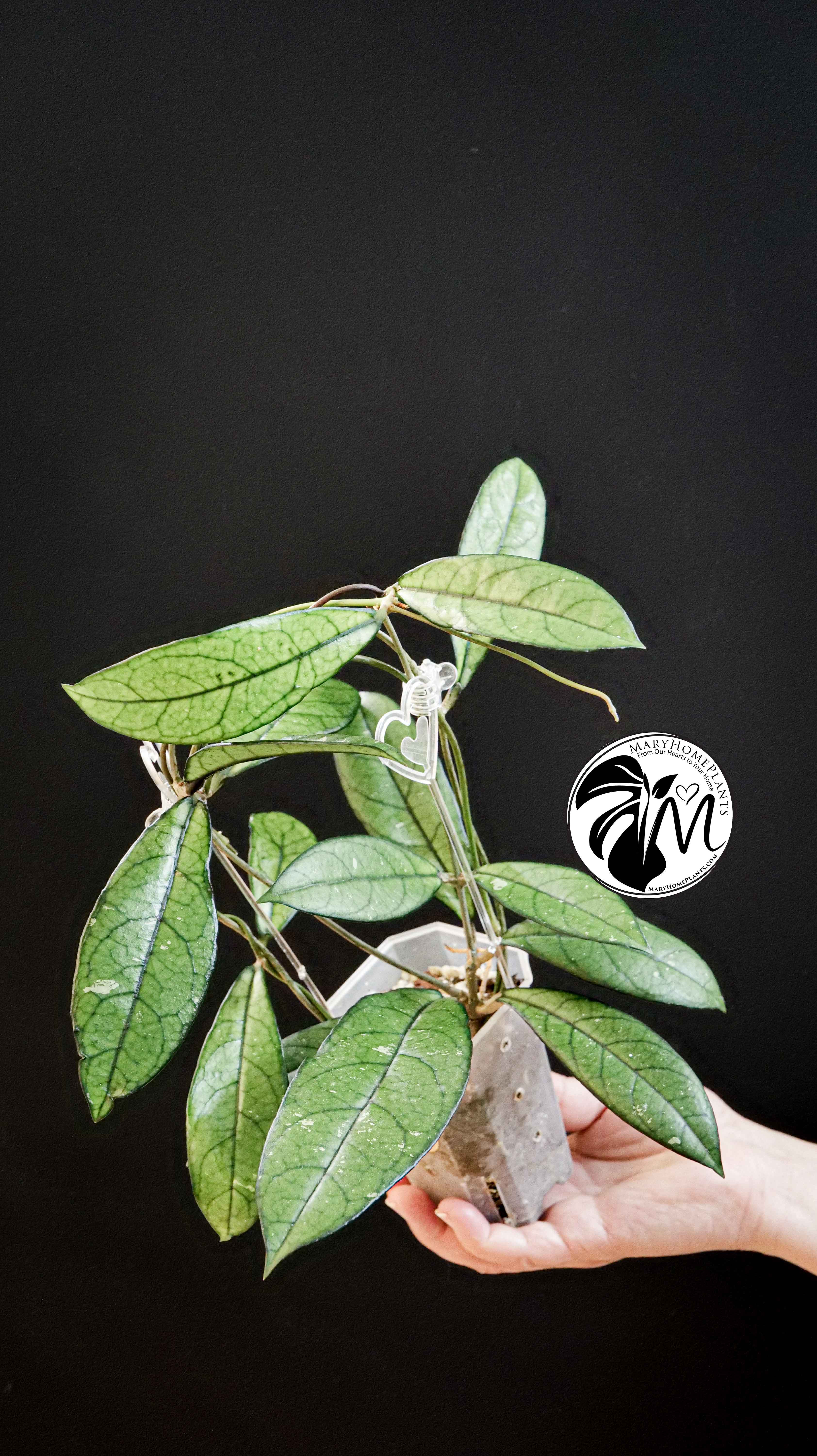 Hoya Crassipetiolata Splash