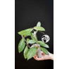 Hoya Crassipetiolata Splash