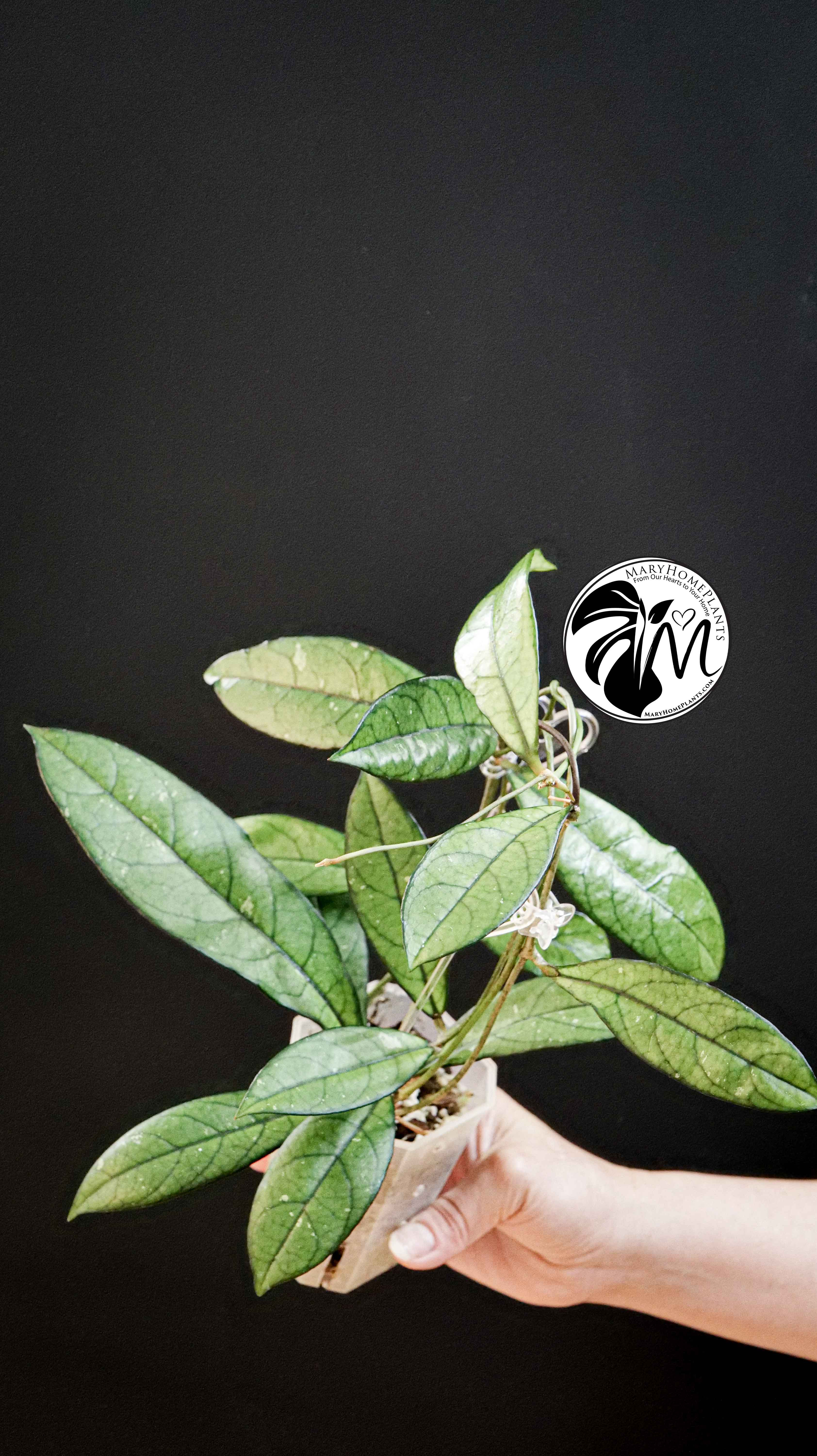 Hoya Crassipetiolata Splash