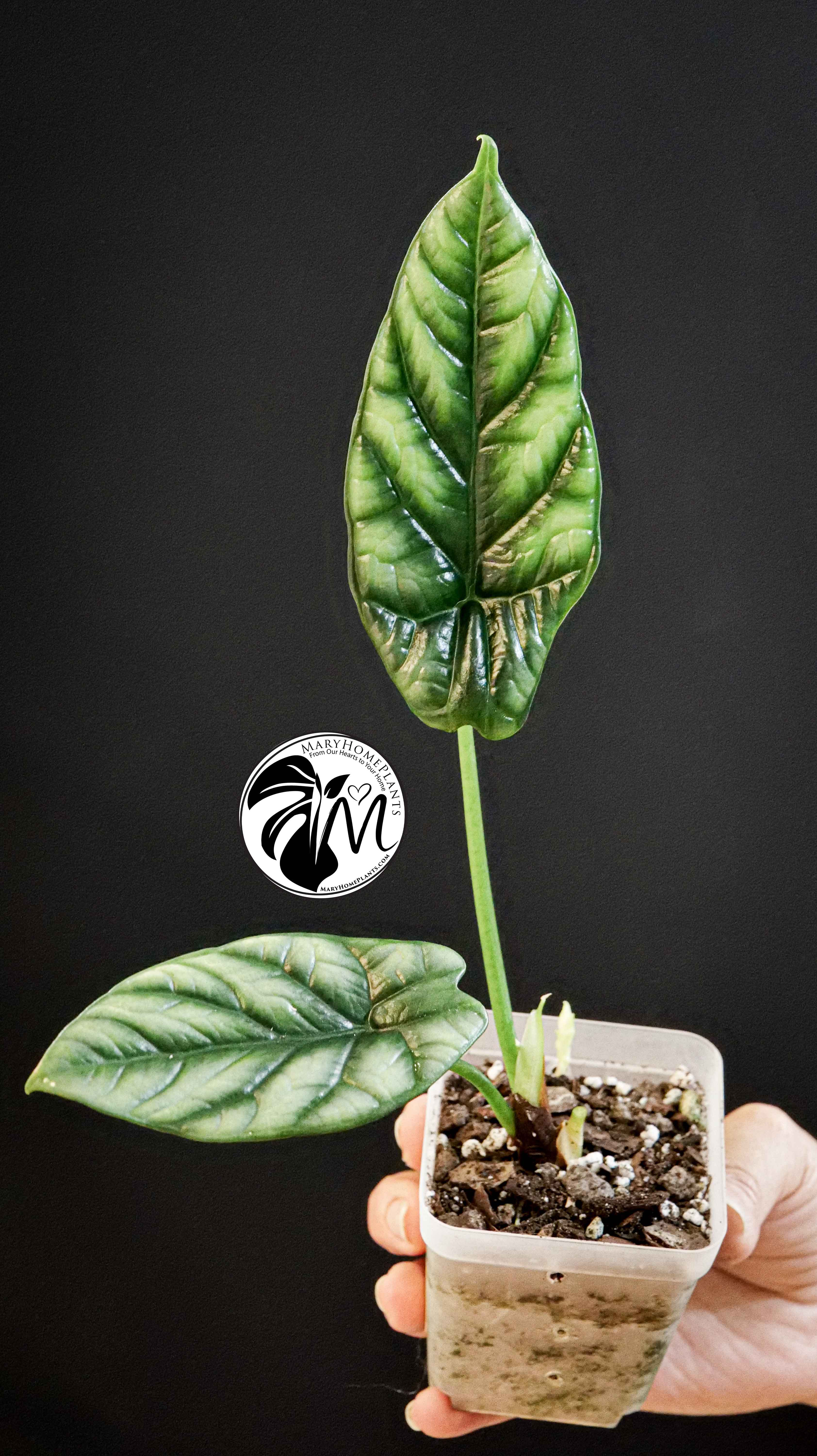 Alocasia Sinuata