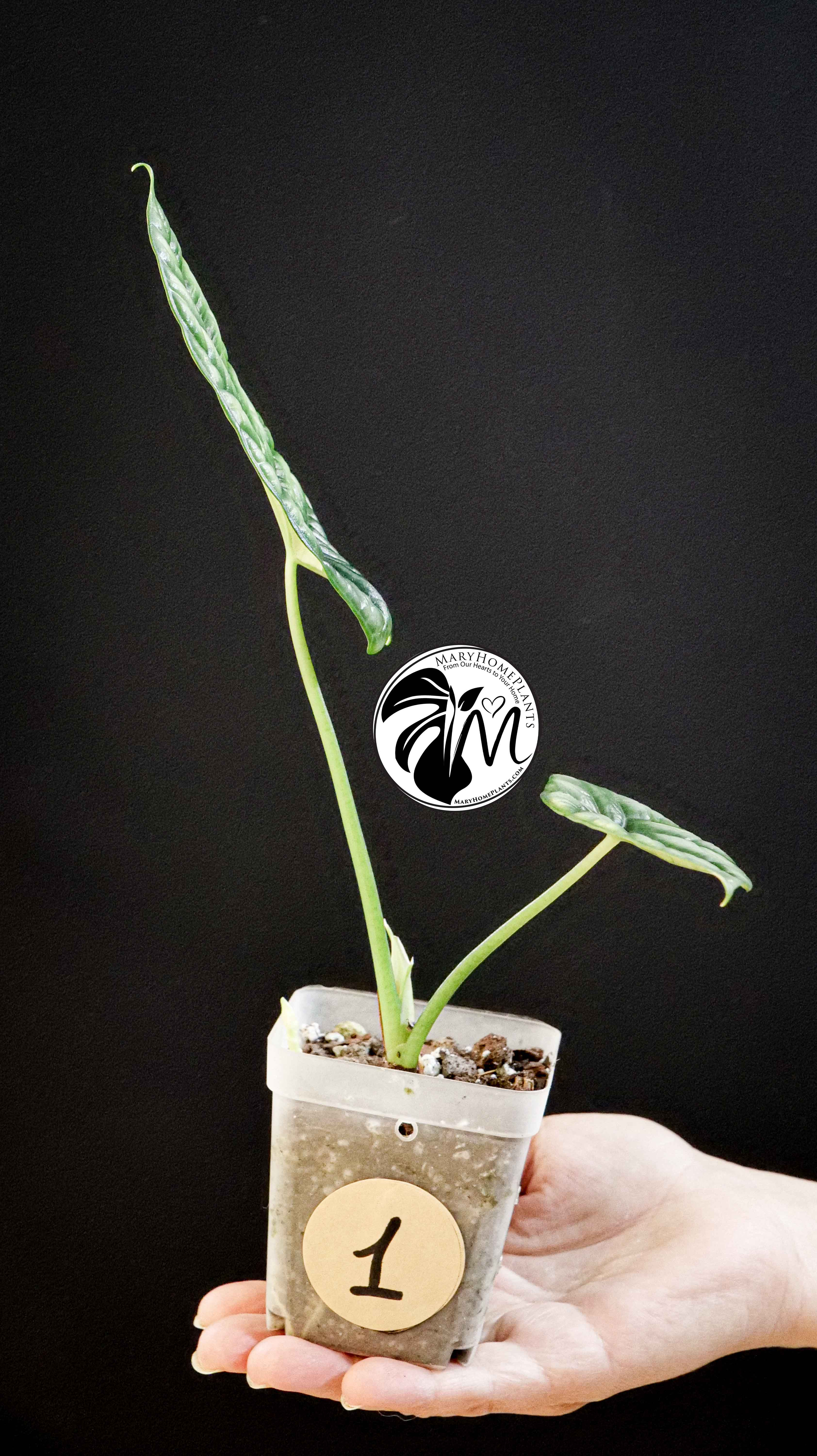 Alocasia Sinuata
