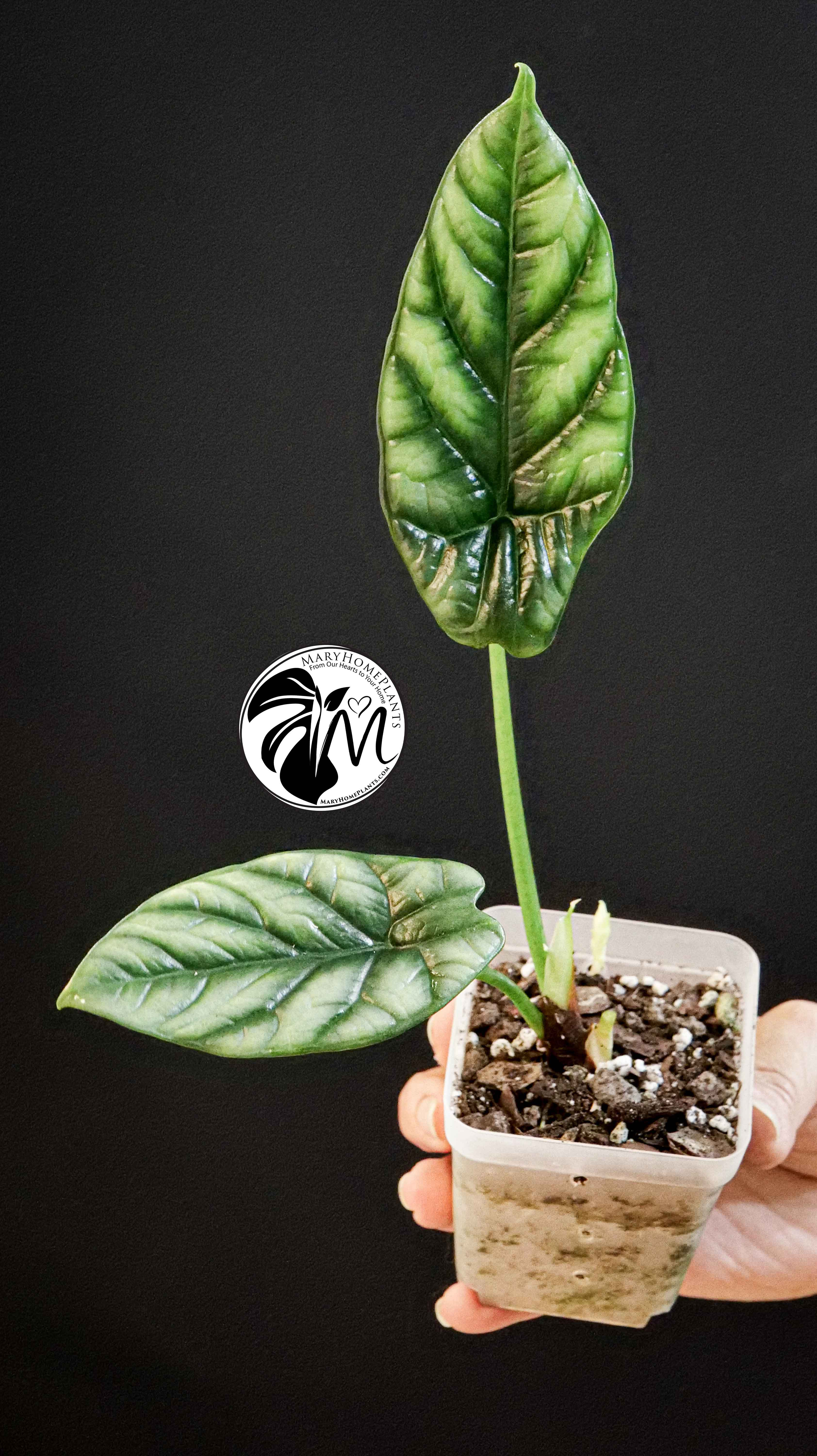 Alocasia Sinuata