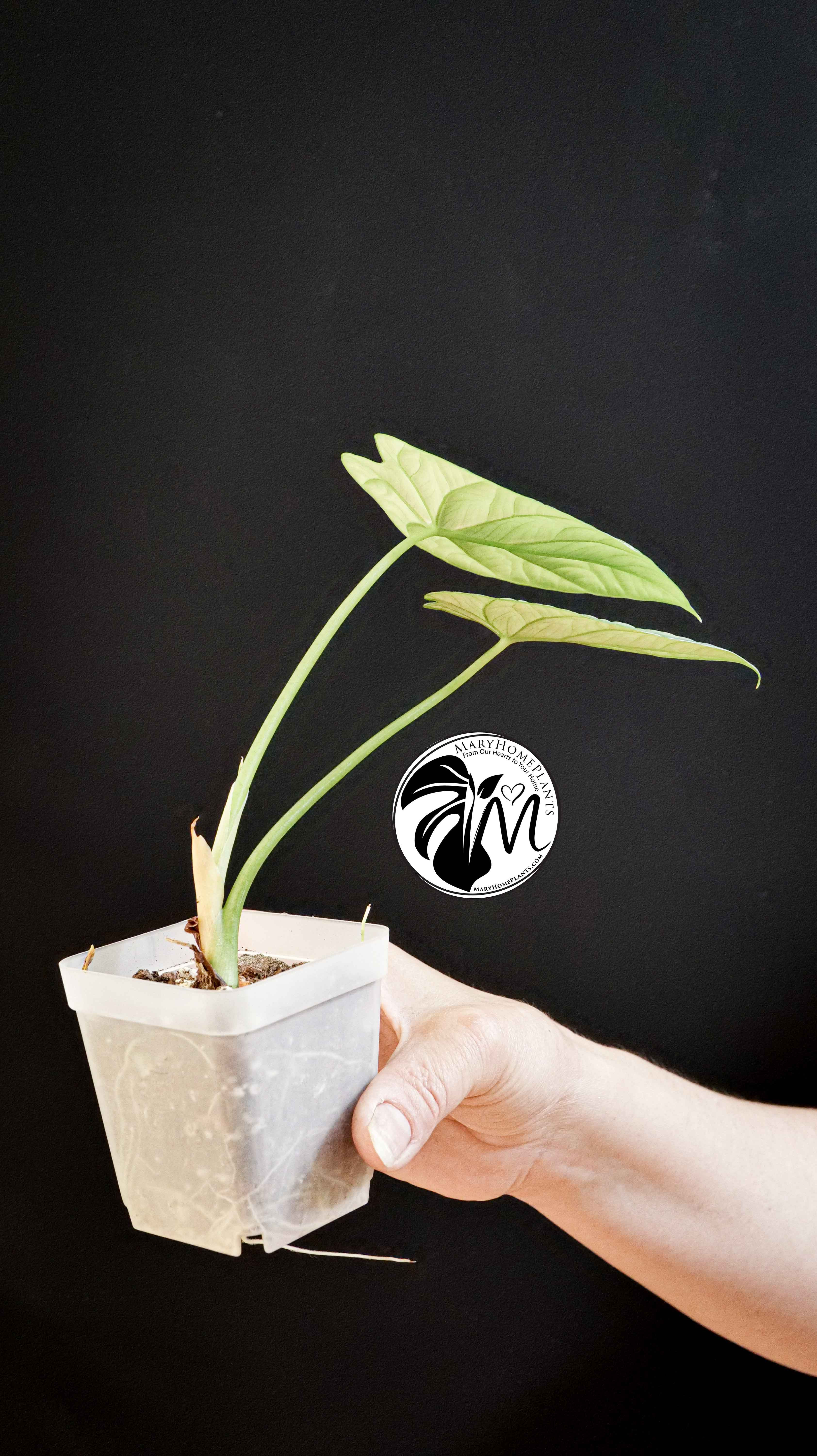 Alocasia Sinuata