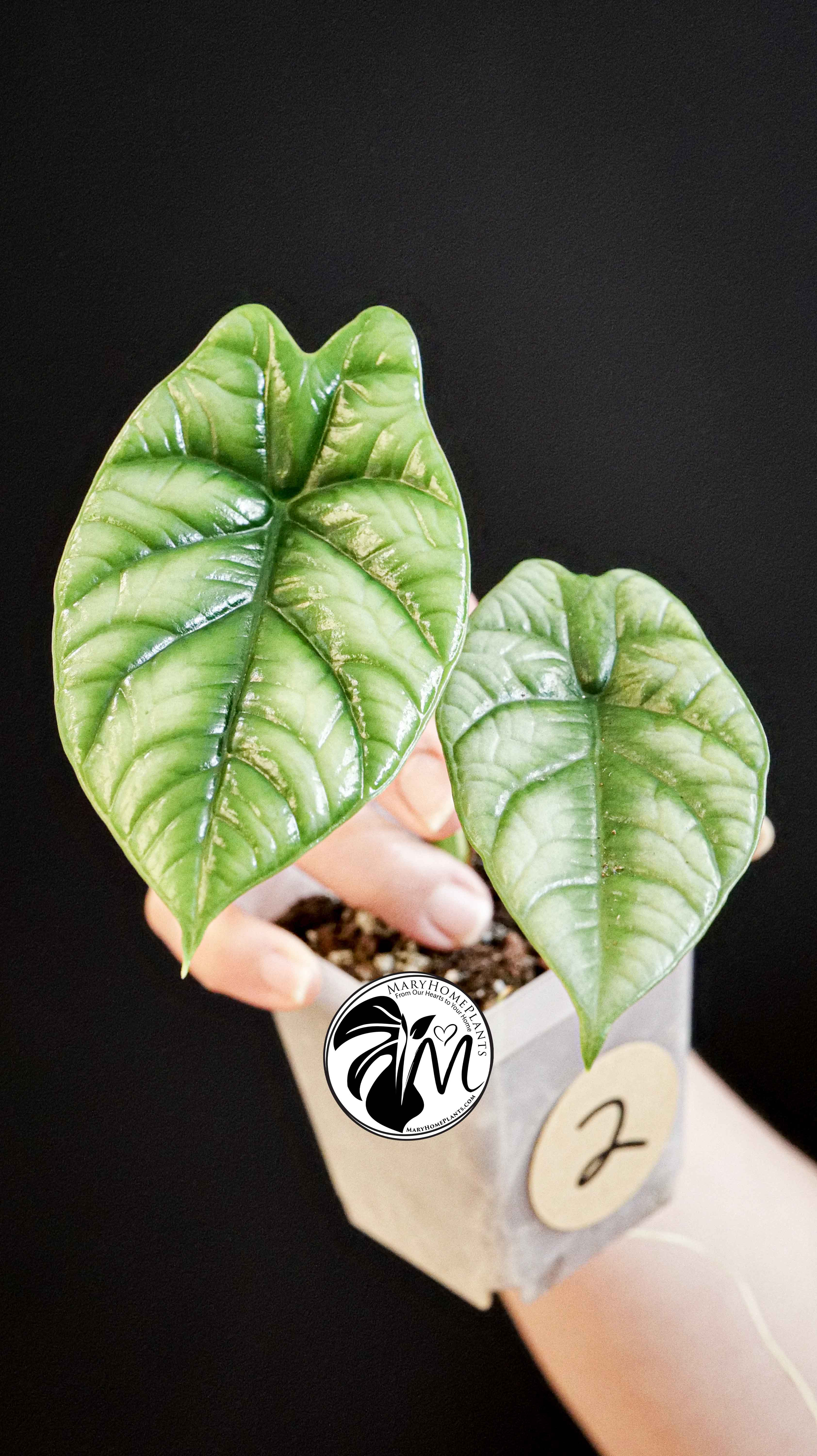 Alocasia Sinuata