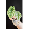 Alocasia Sinuata