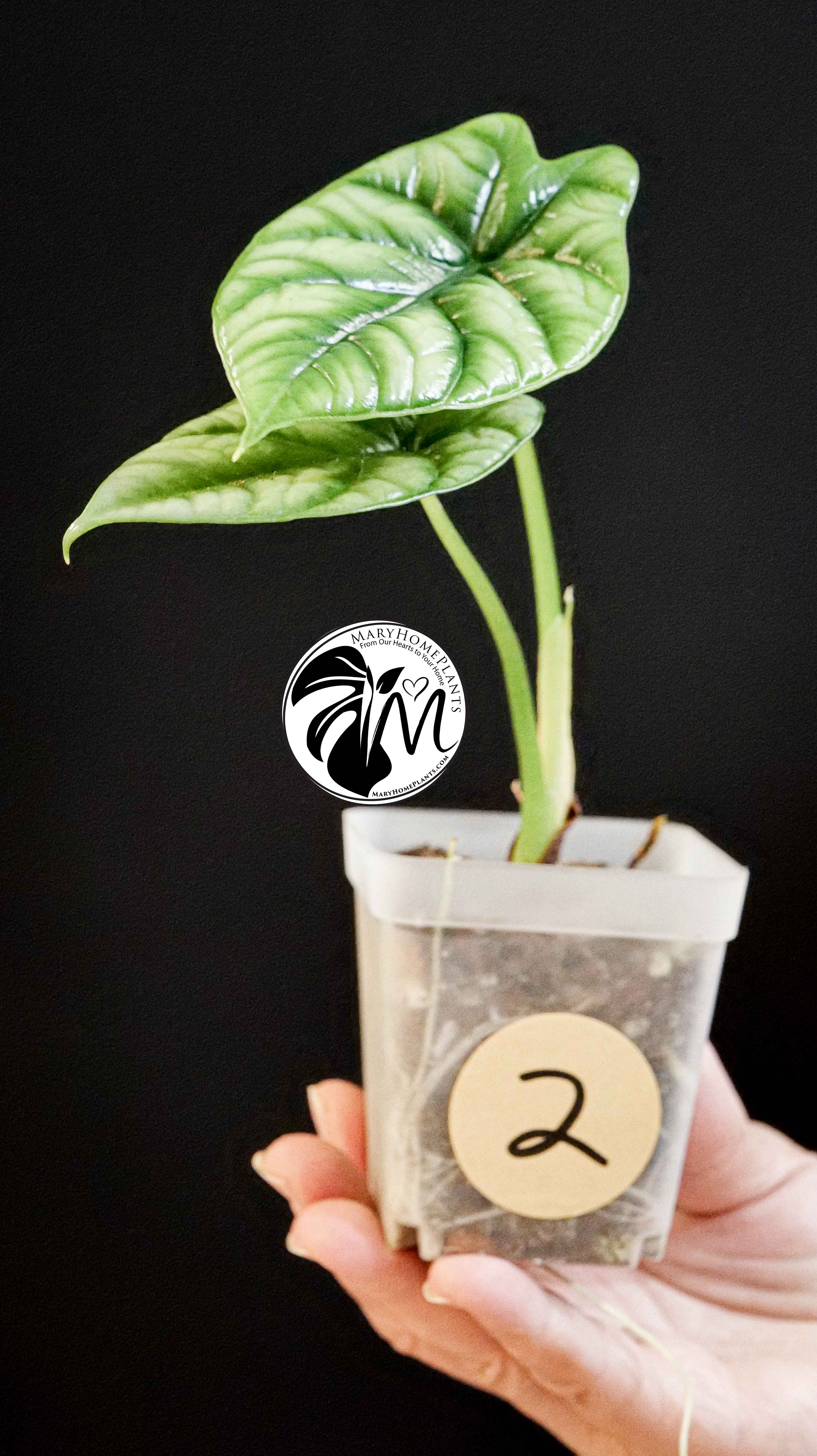 Alocasia Sinuata