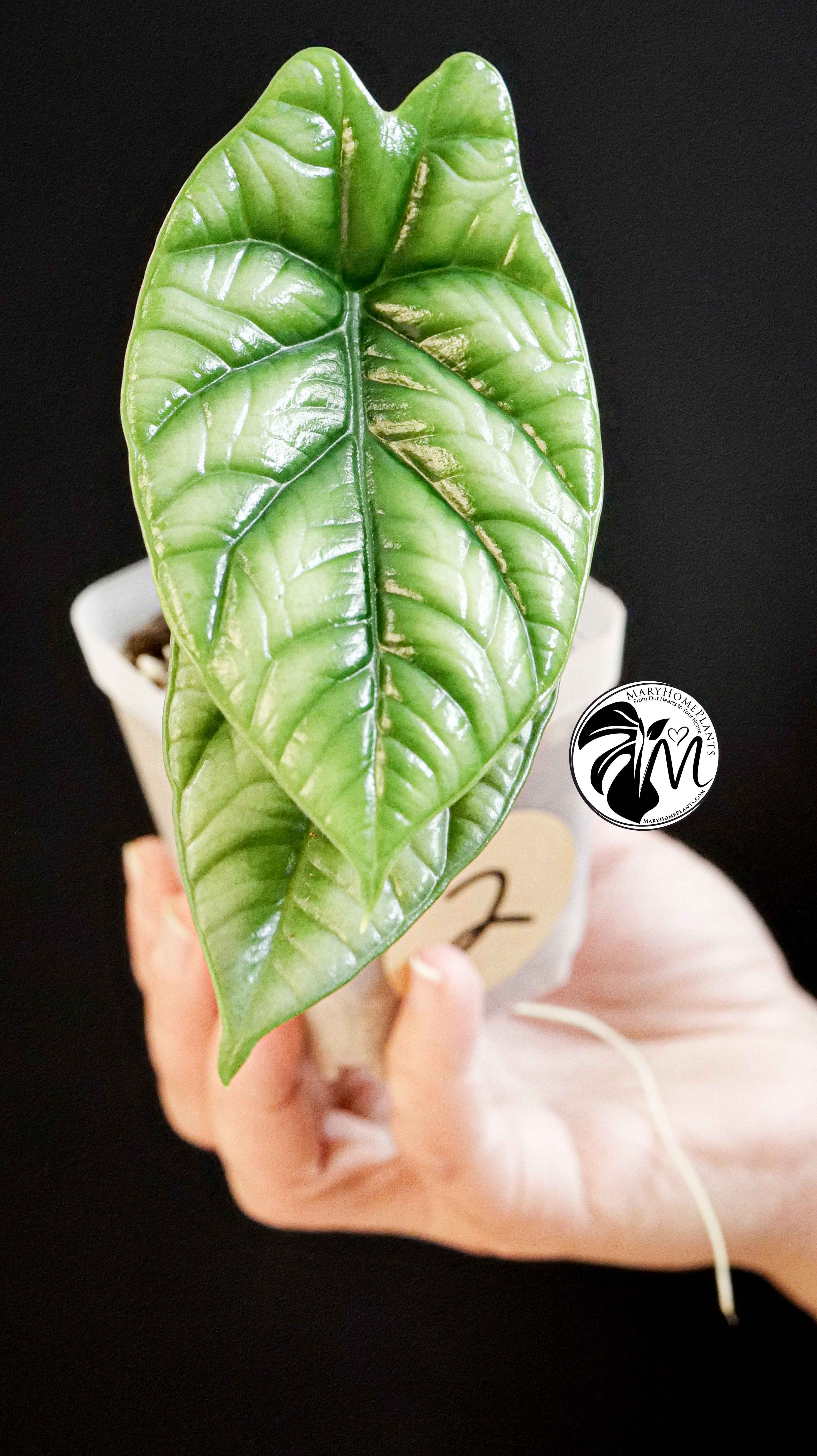Alocasia Sinuata