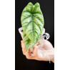Alocasia Sinuata