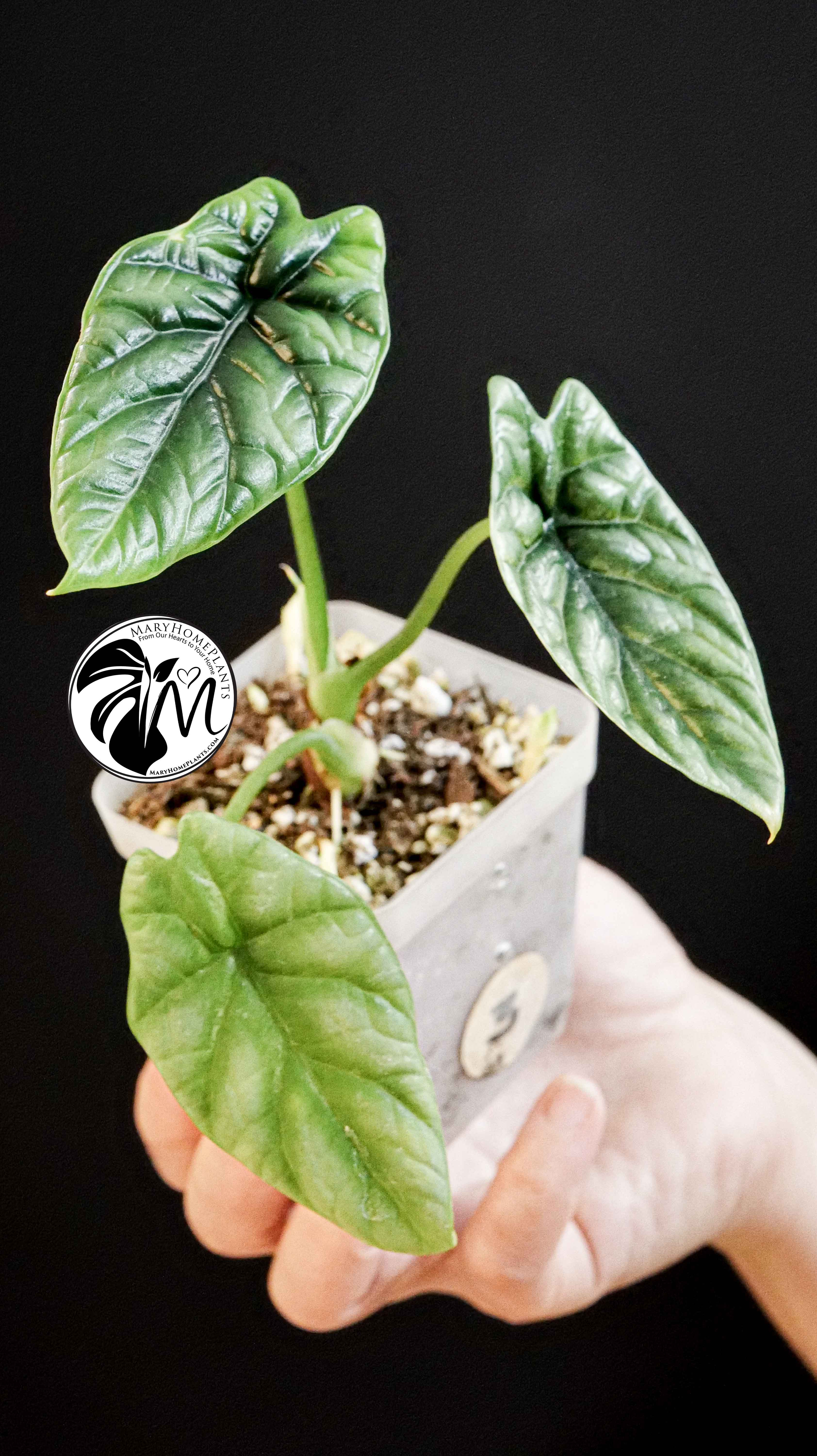 Alocasia Sinuata