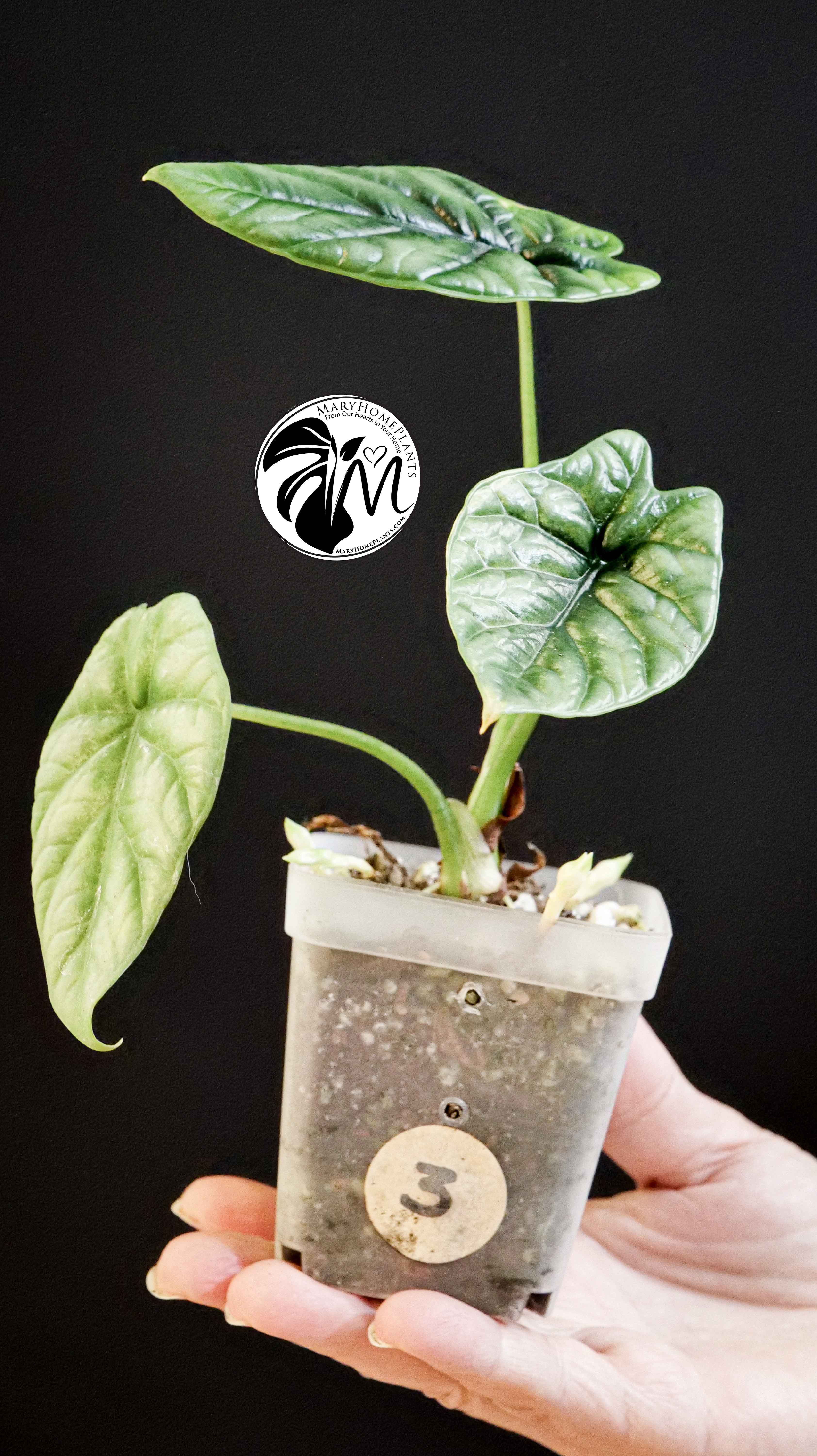 Alocasia Sinuata