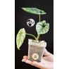 Alocasia Sinuata