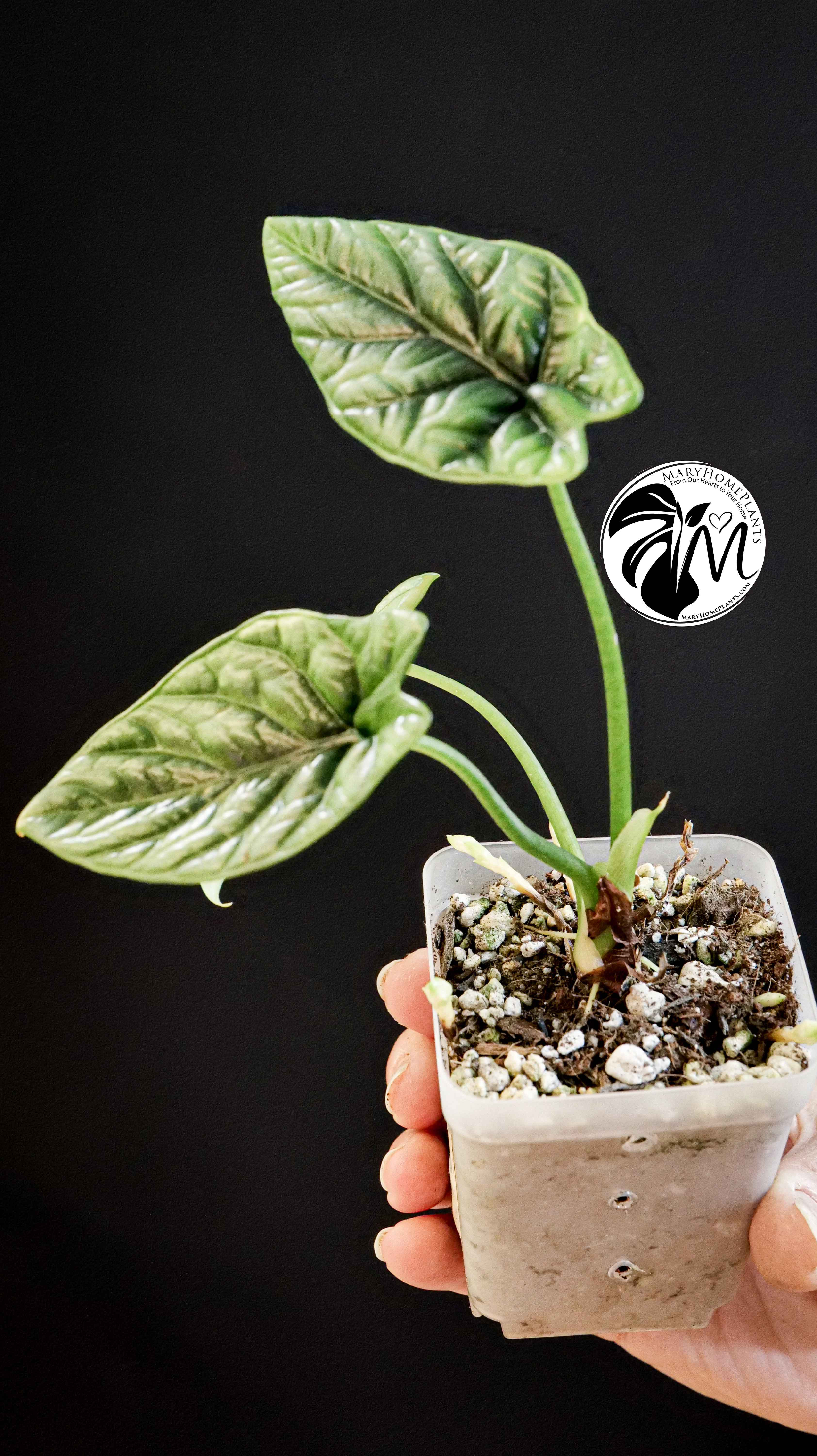 Alocasia Sinuata