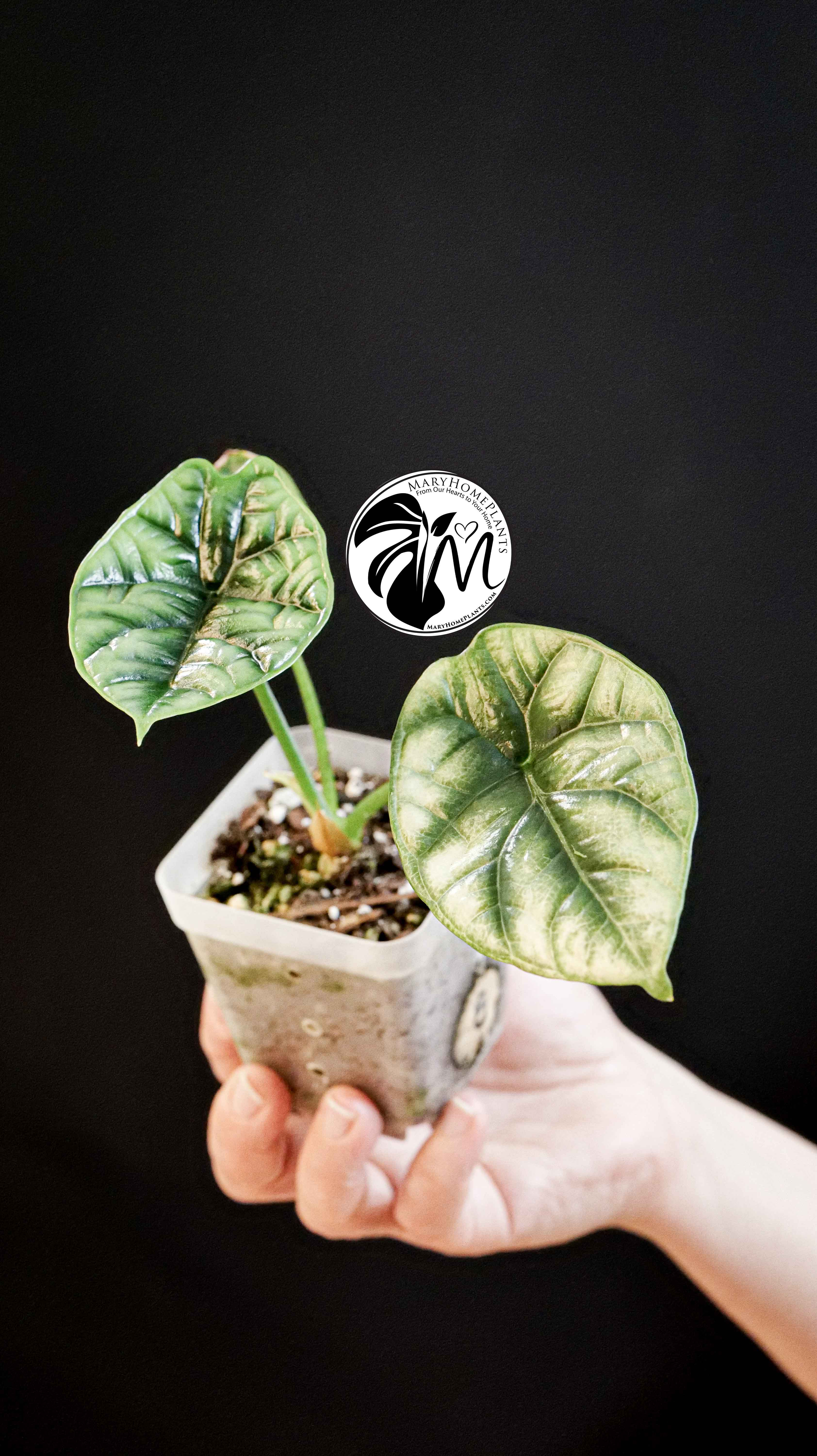 Alocasia Sinuata