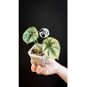 Alocasia Sinuata