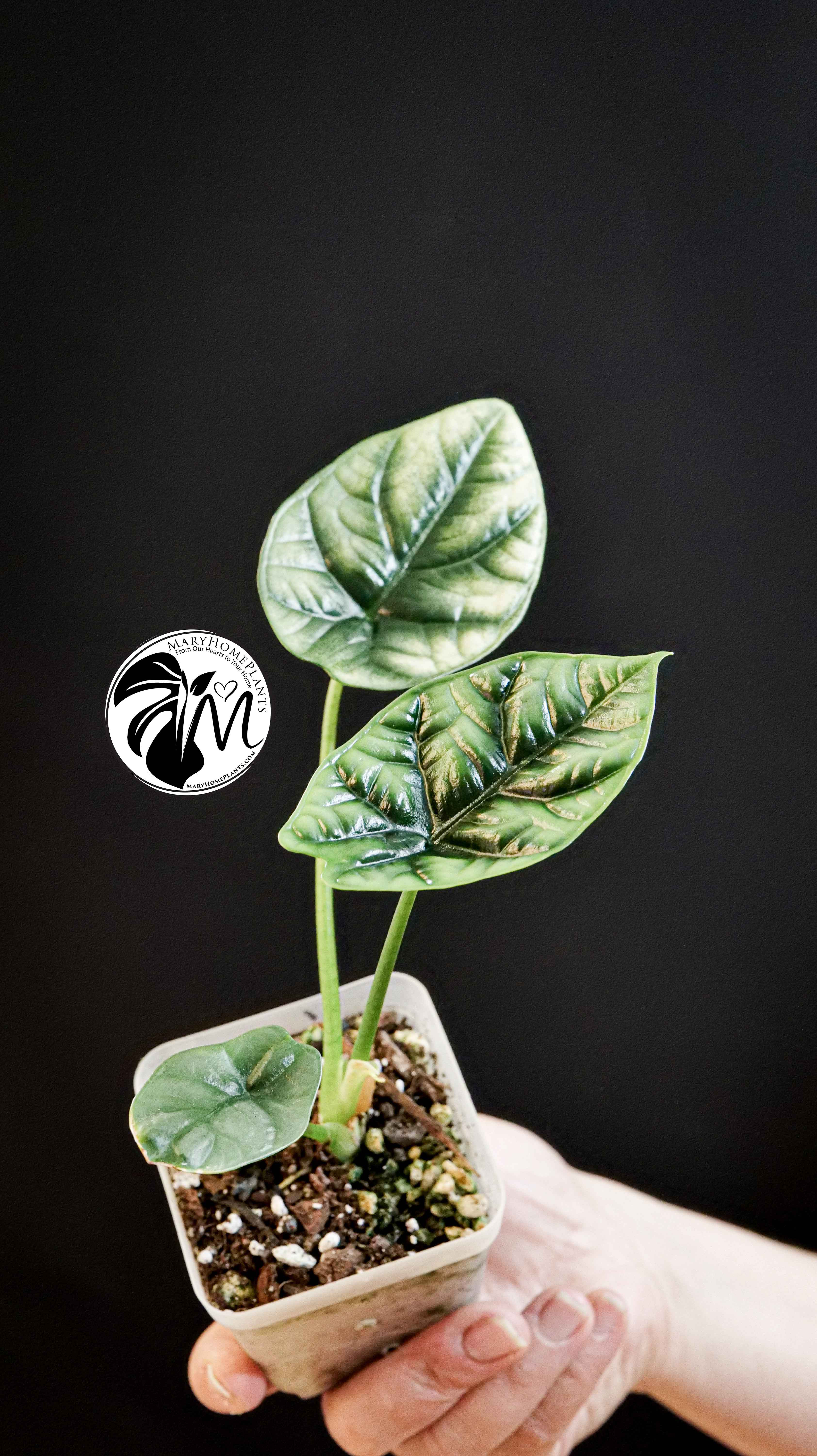 Alocasia Sinuata
