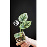 Alocasia Sinuata