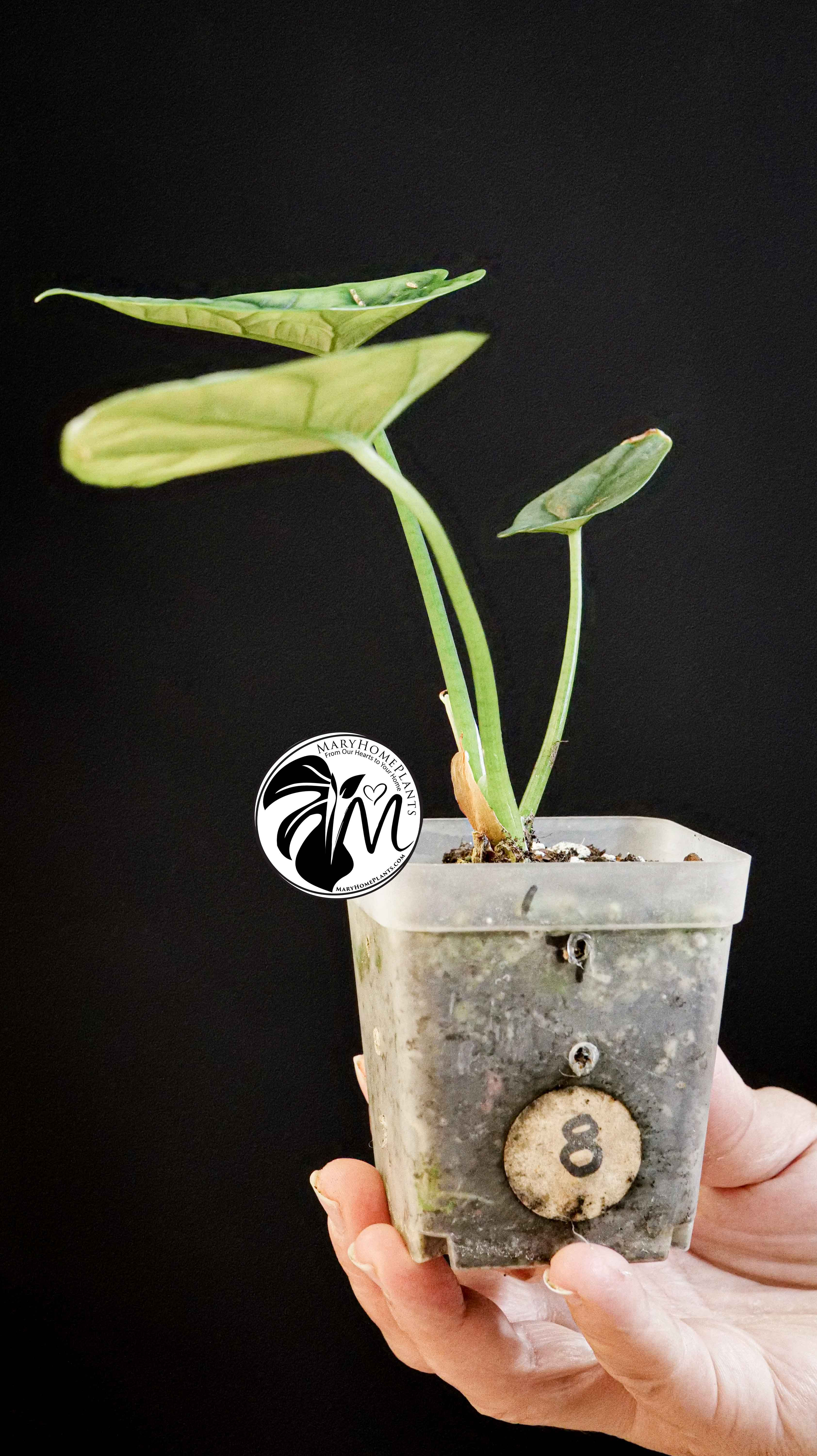 Alocasia Sinuata