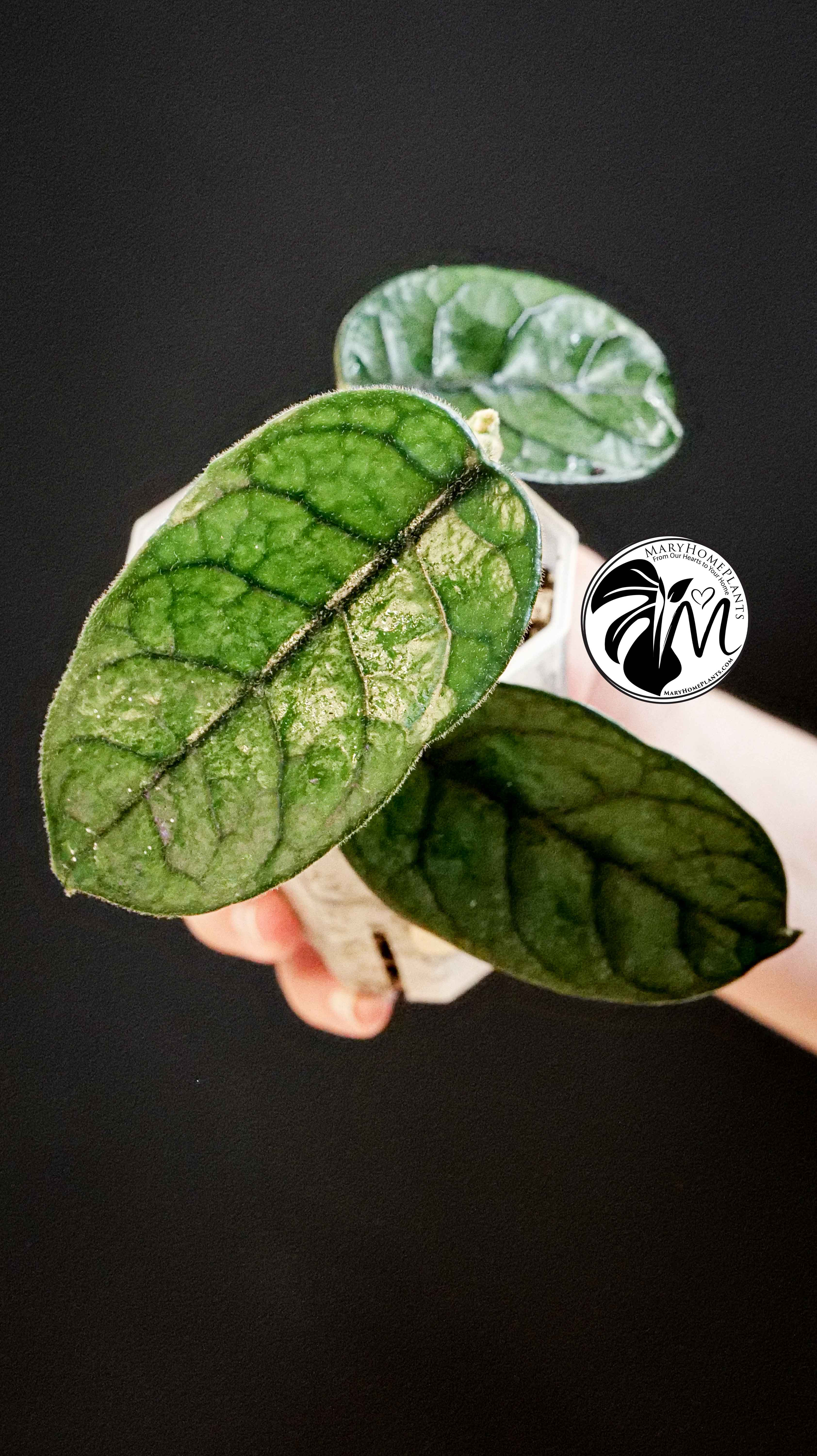 Hoya Villosa