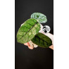 Hoya Villosa