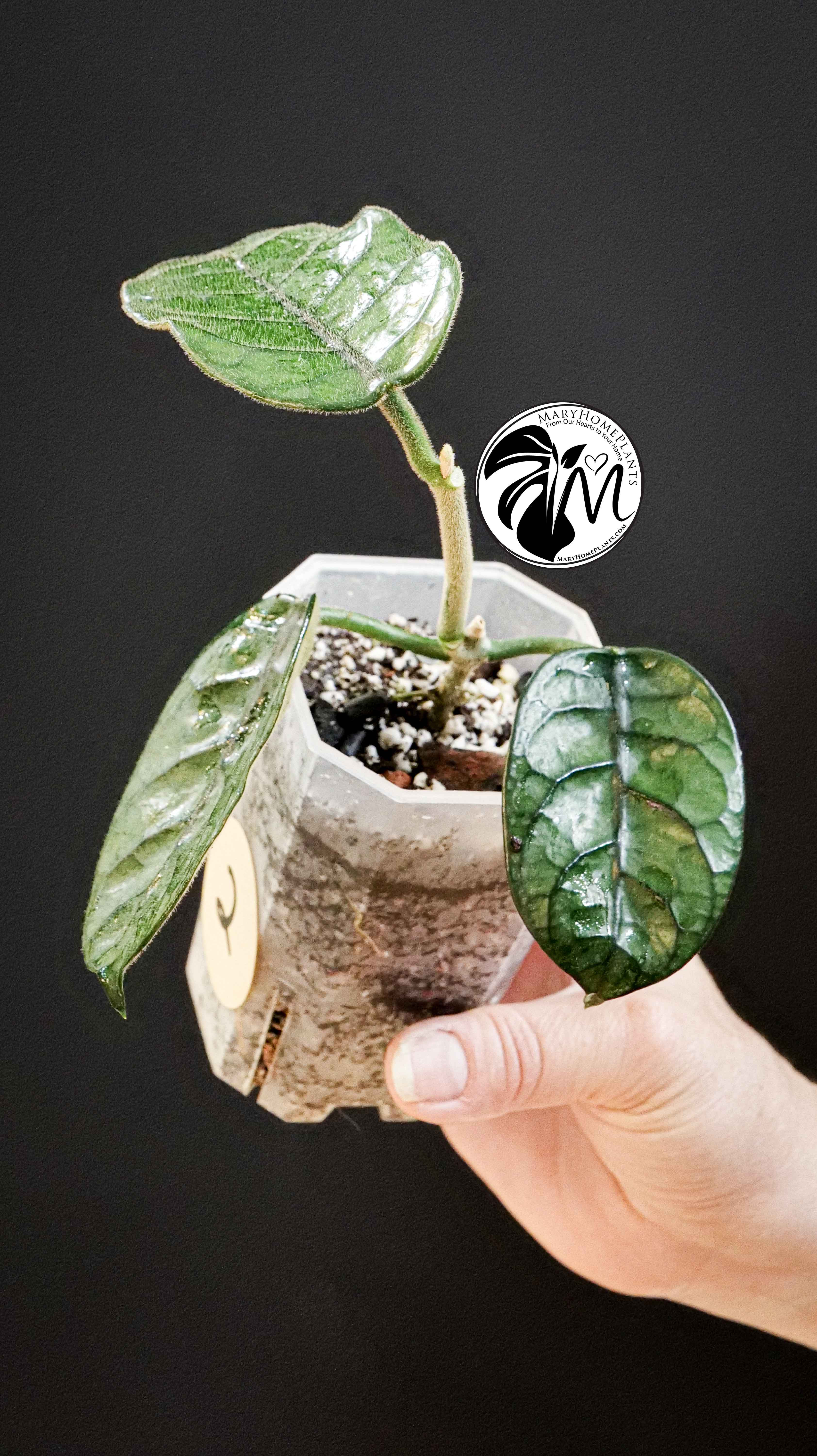 Hoya Villosa