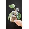 Hoya Villosa