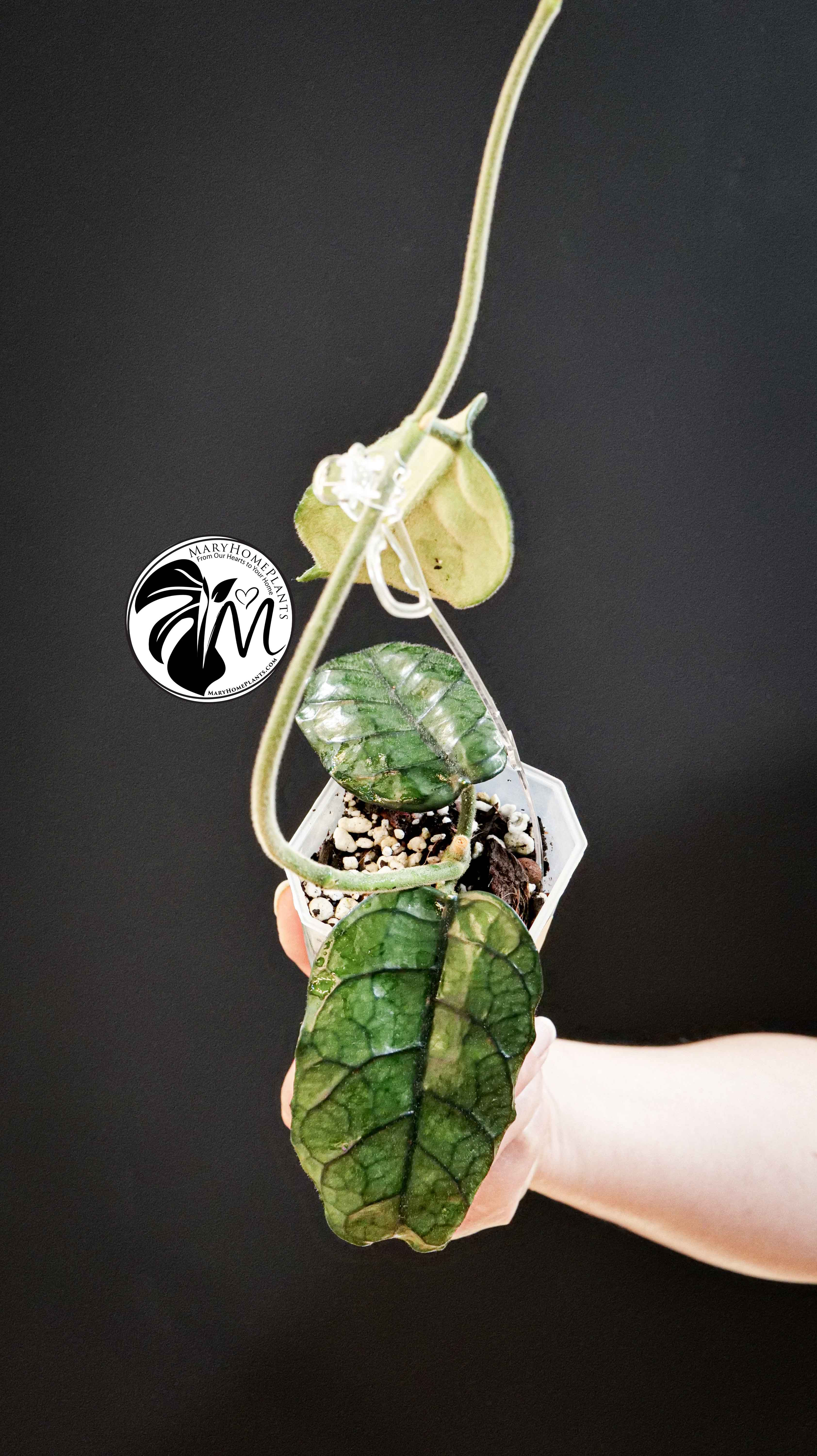 Hoya Villosa
