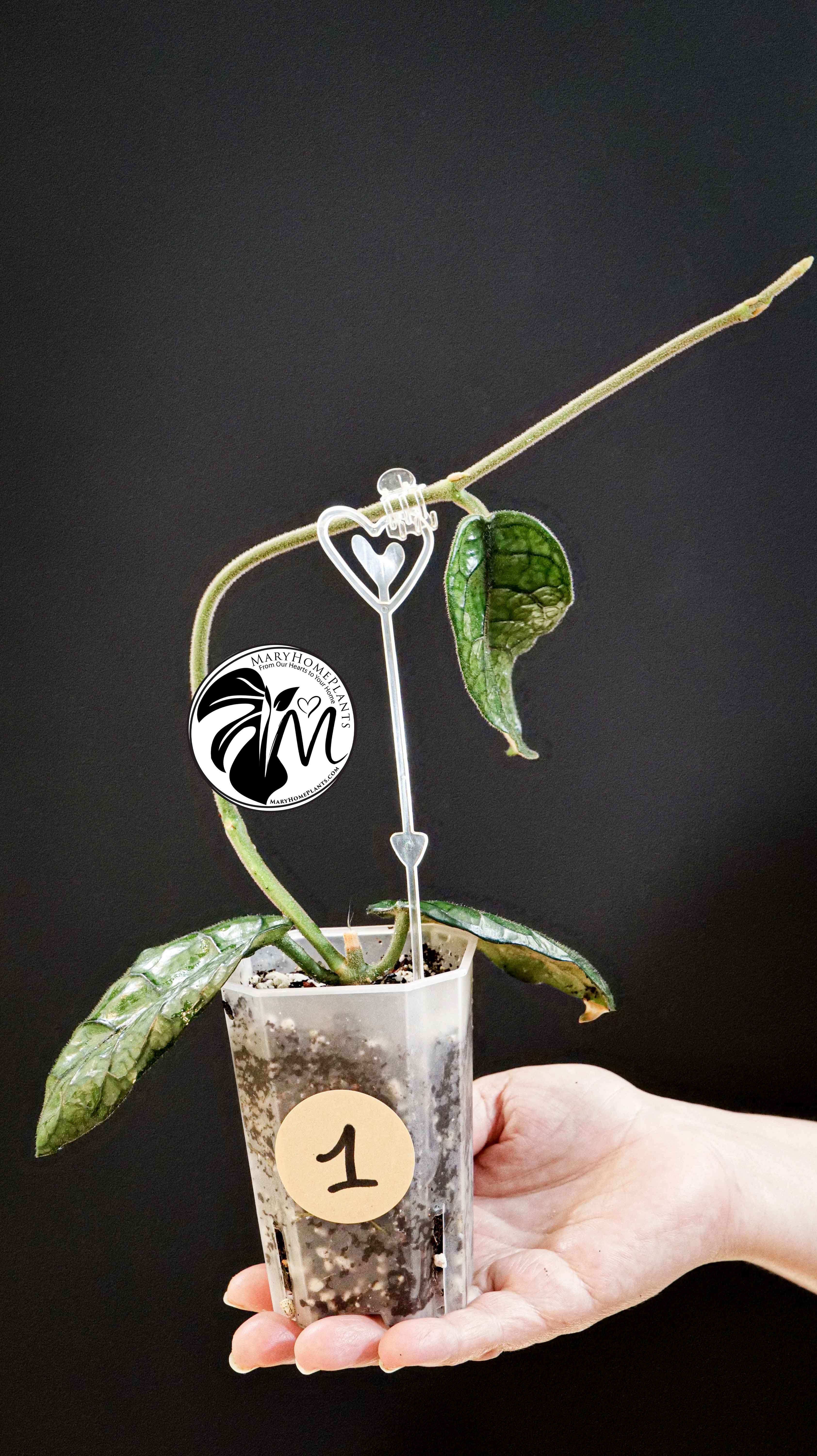 Hoya Villosa