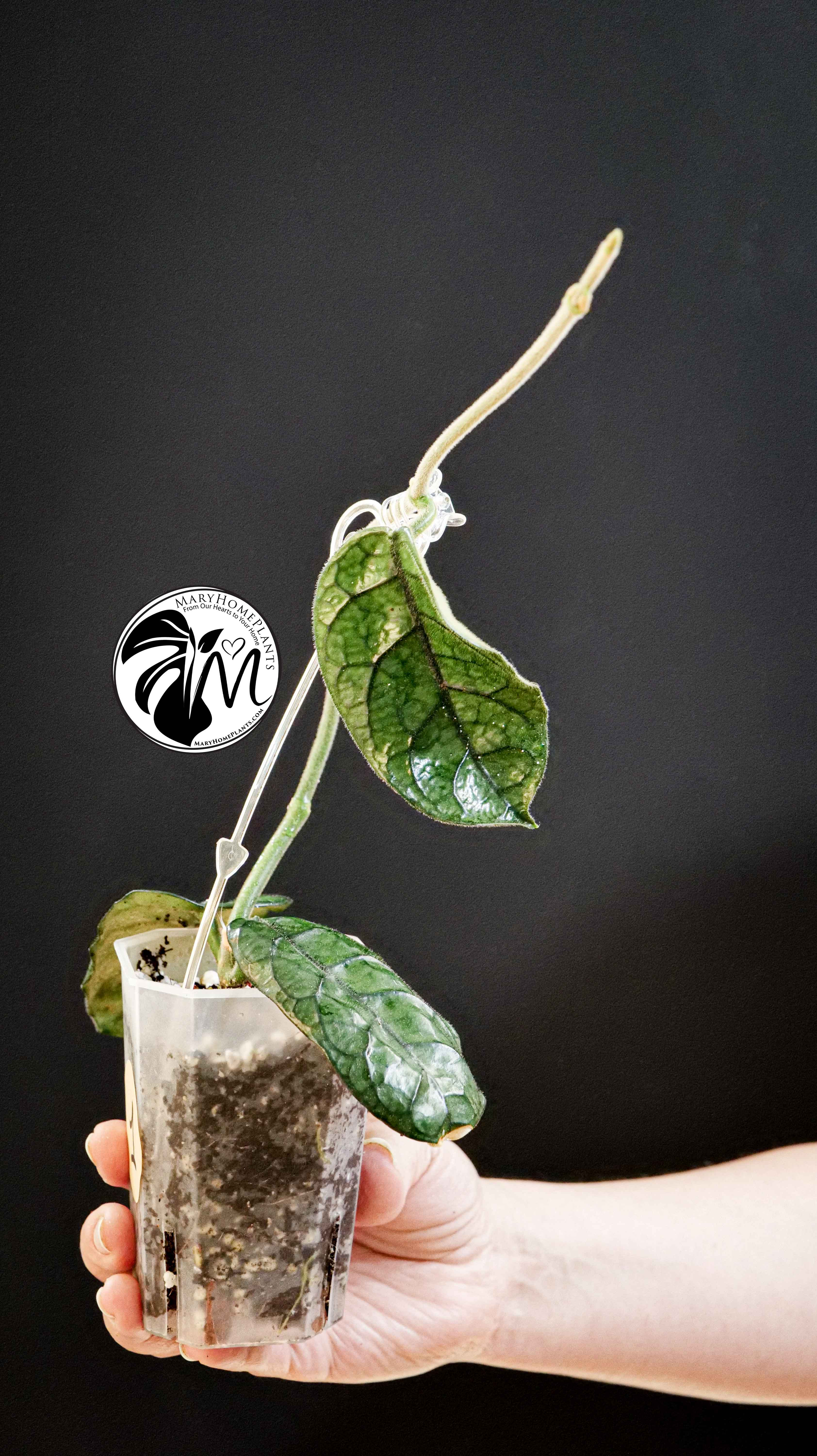 Hoya Villosa