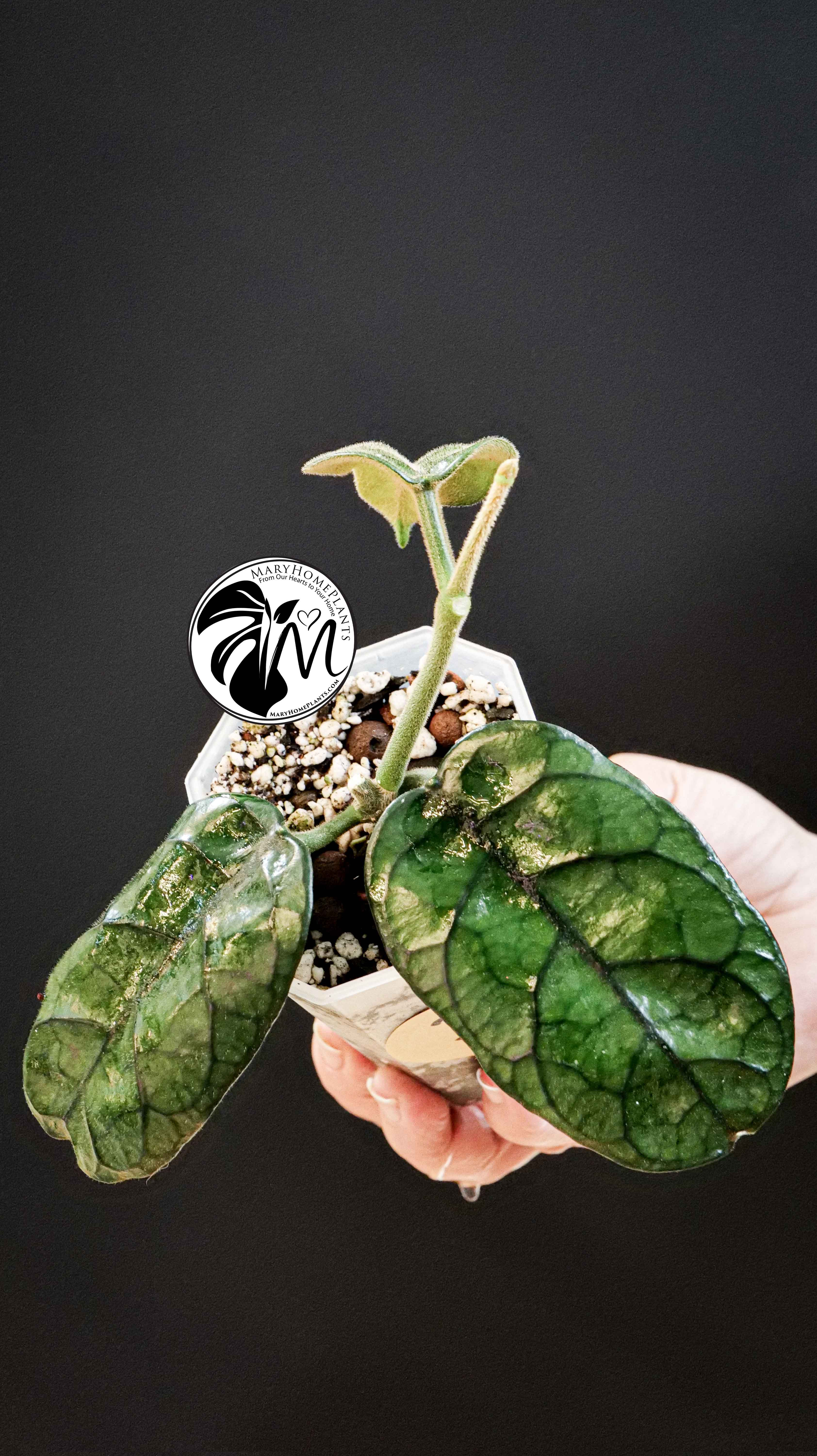 Hoya Villosa
