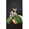 Hoya Villosa