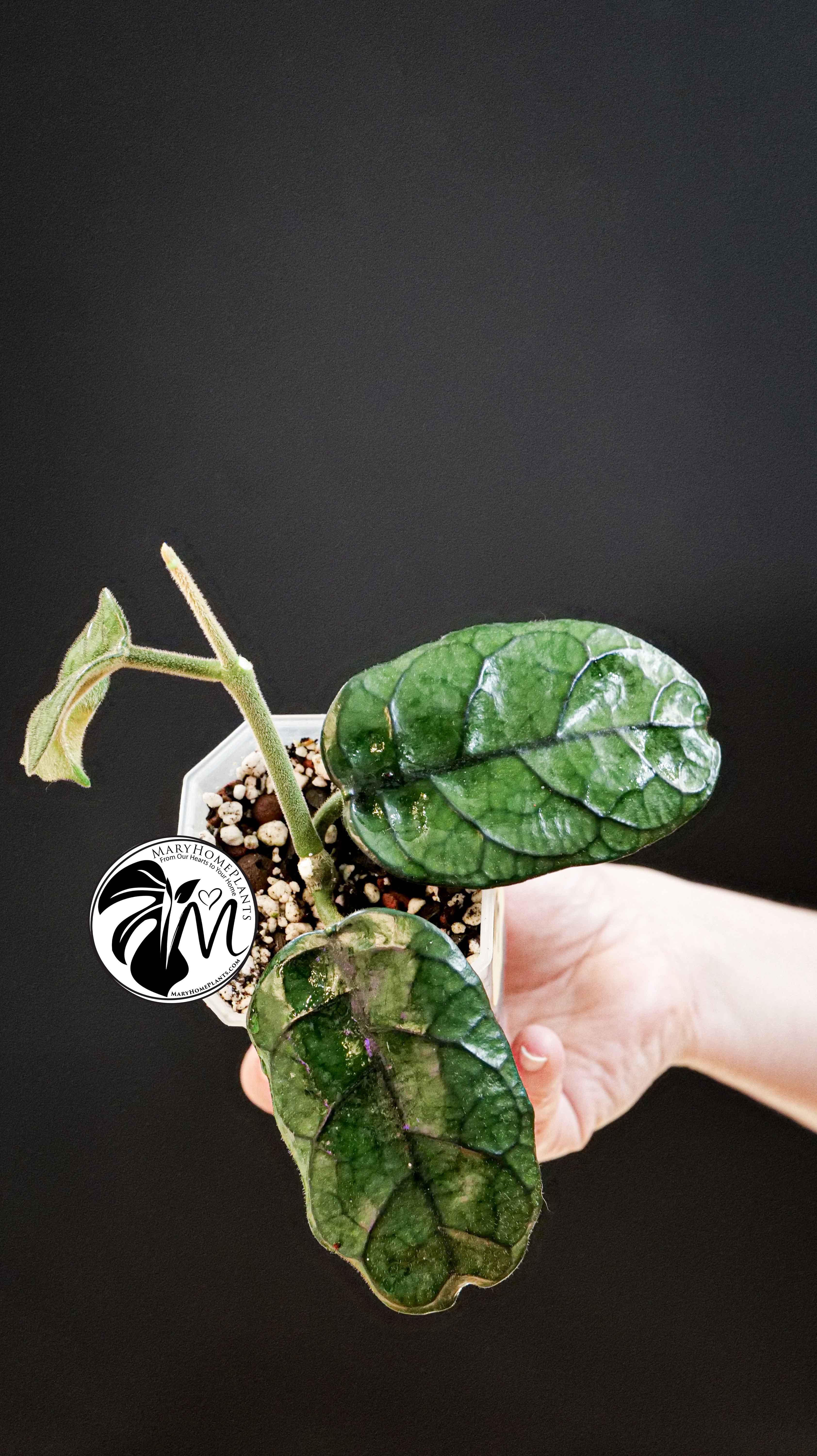 Hoya Villosa