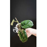 Hoya Villosa
