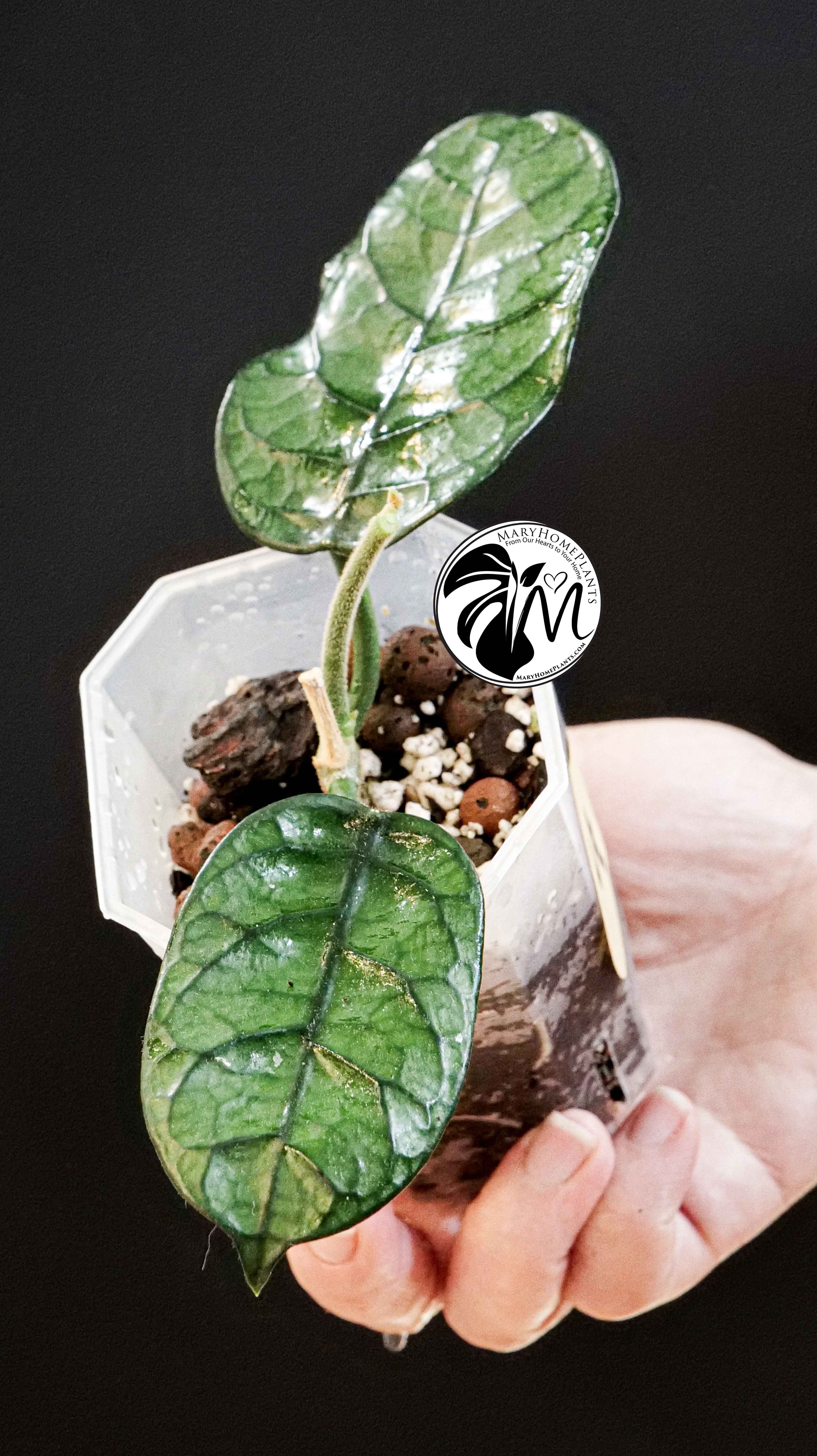 Hoya Villosa