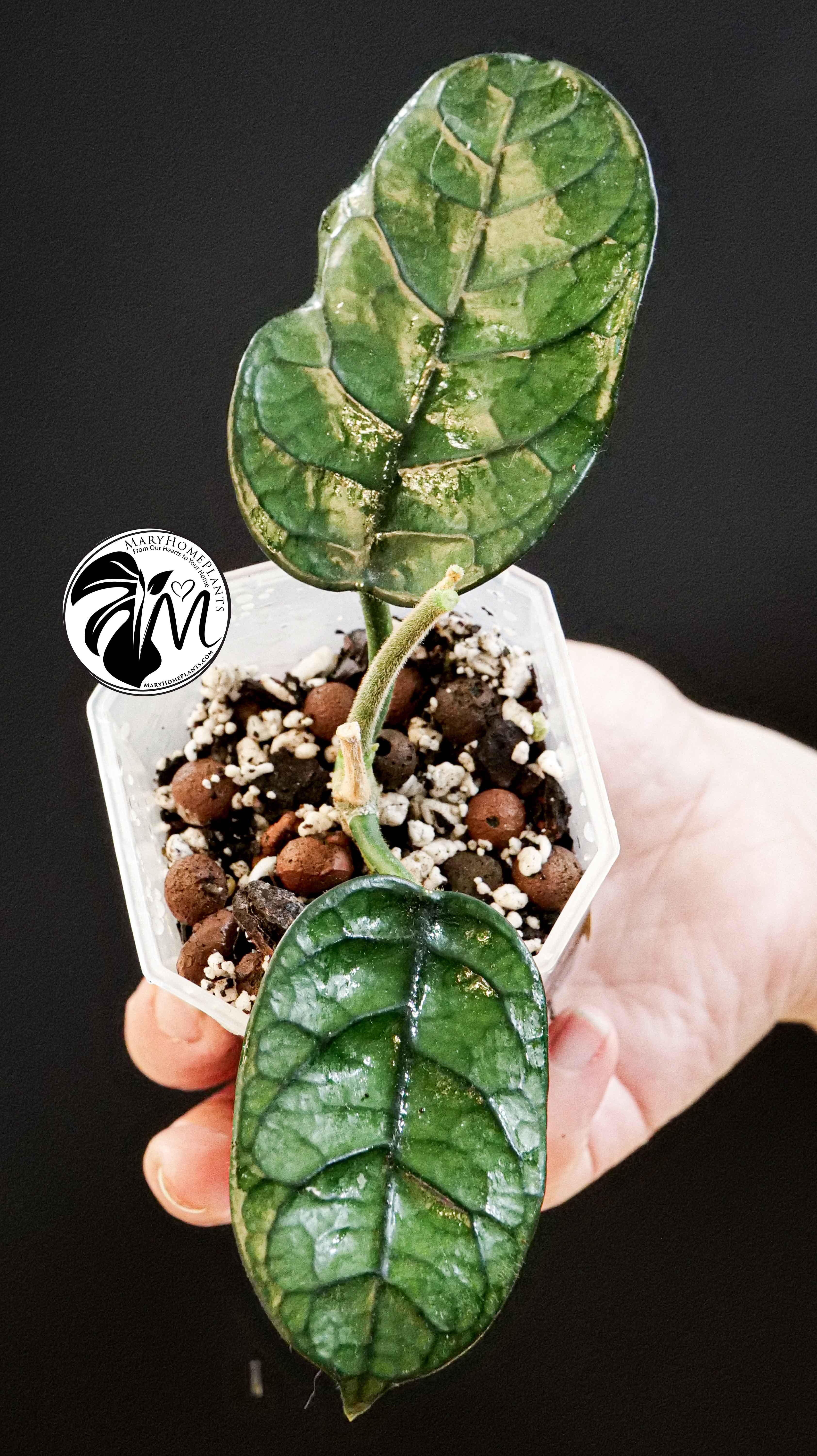 Hoya Villosa