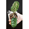 Hoya Villosa