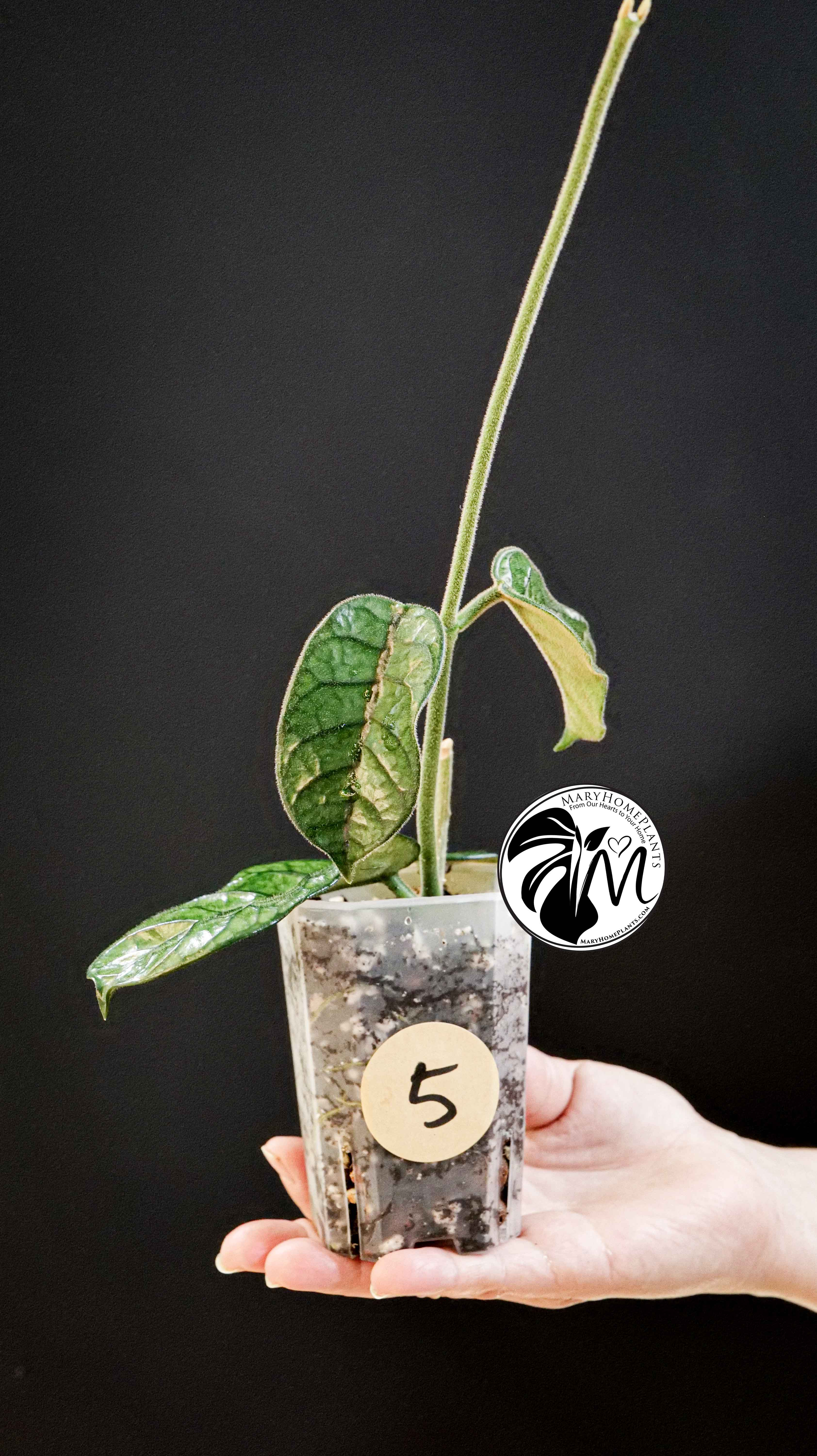 Hoya Villosa