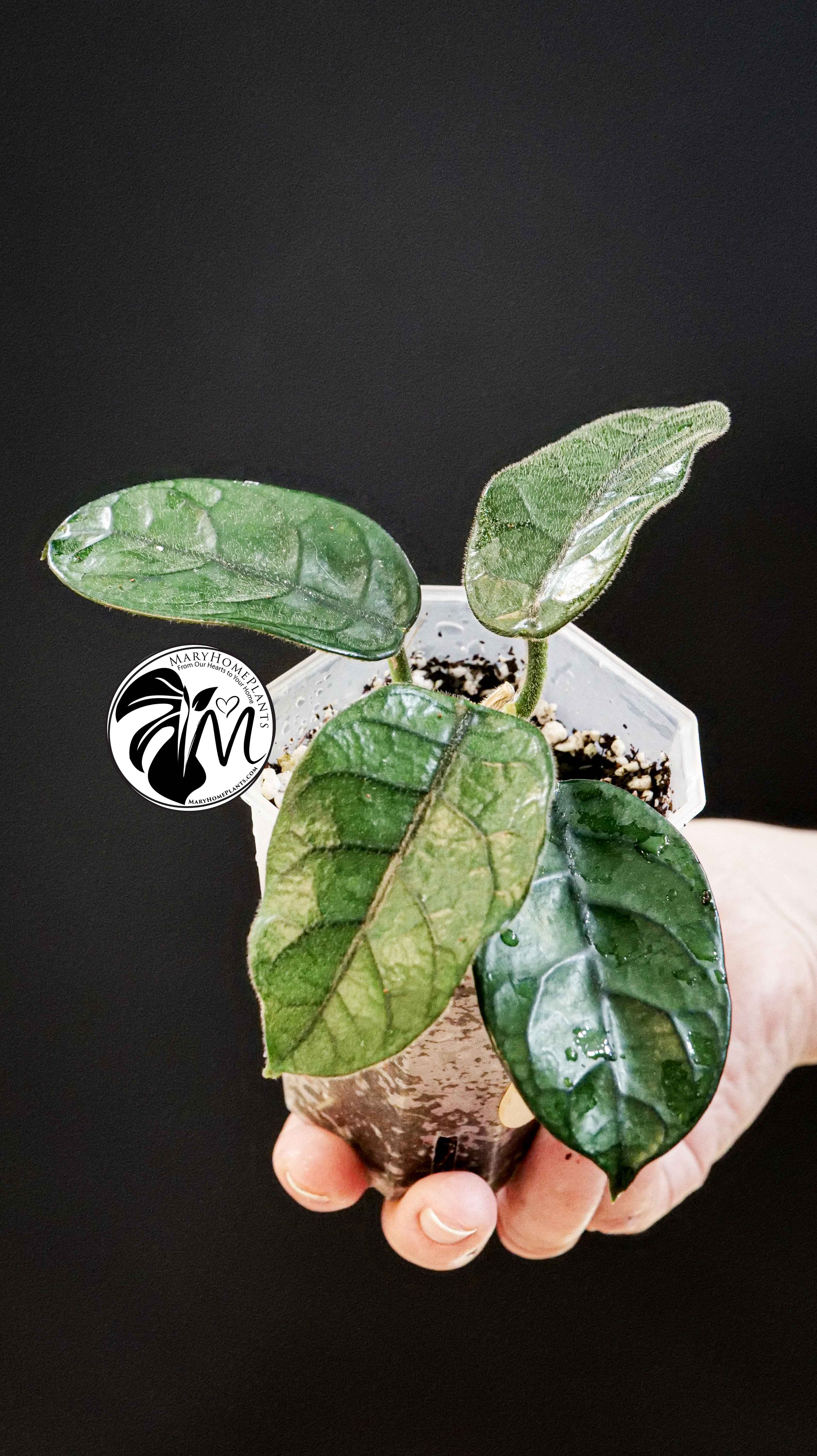 Hoya Villosa