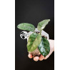 Hoya Villosa