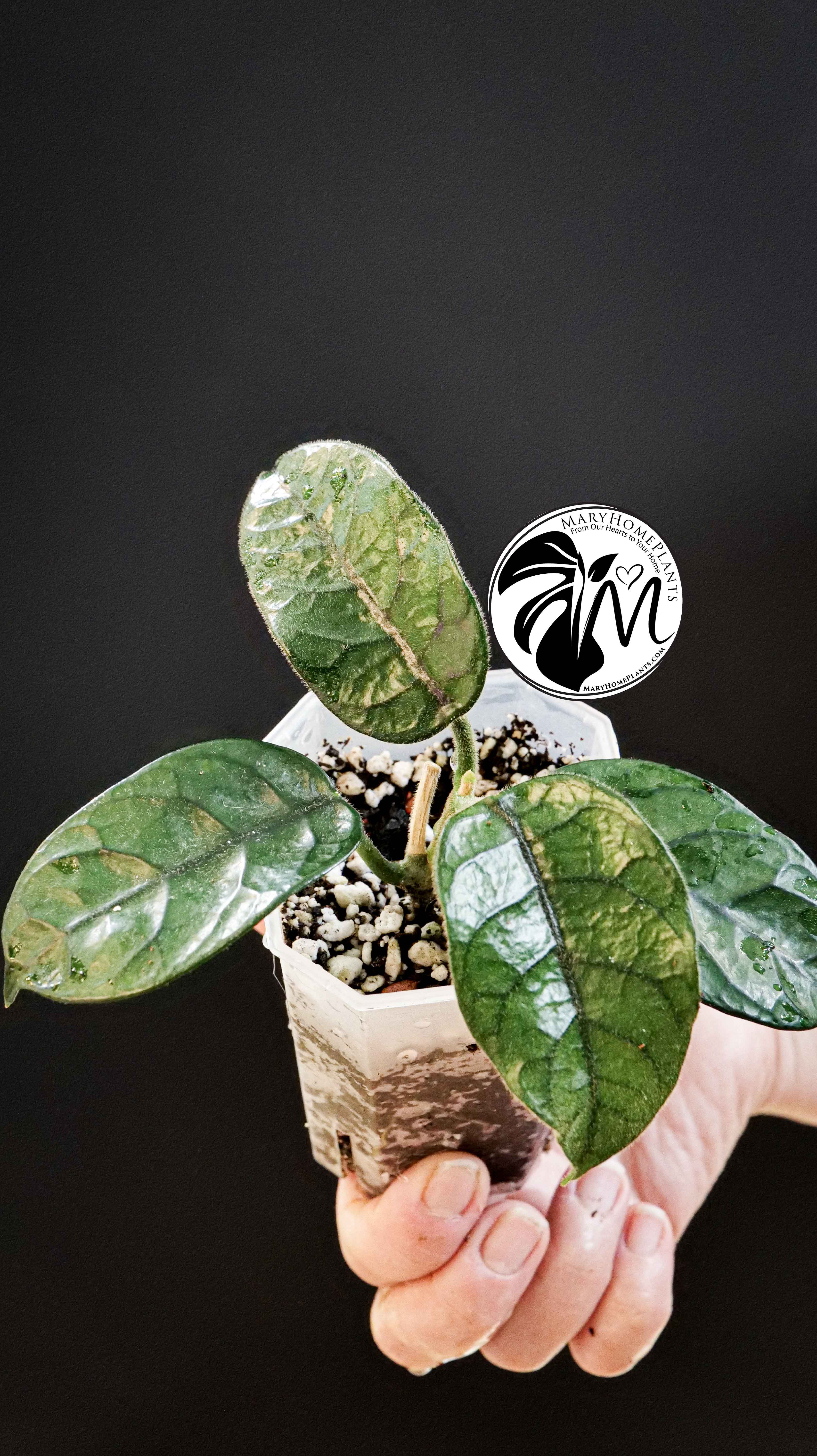 Hoya Villosa