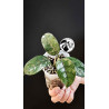 Hoya Villosa