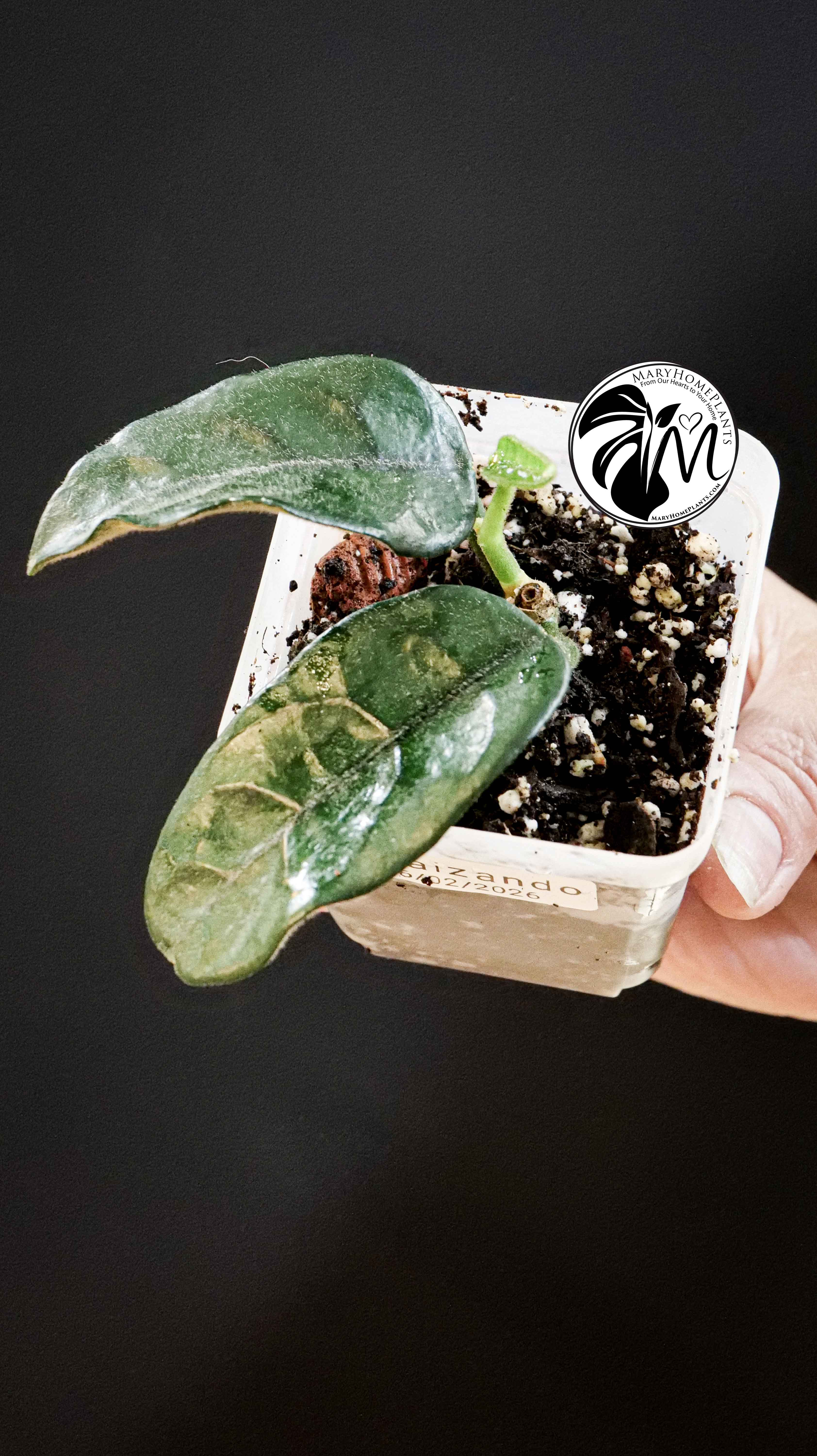 Hoya Villosa