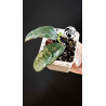 Hoya Villosa
