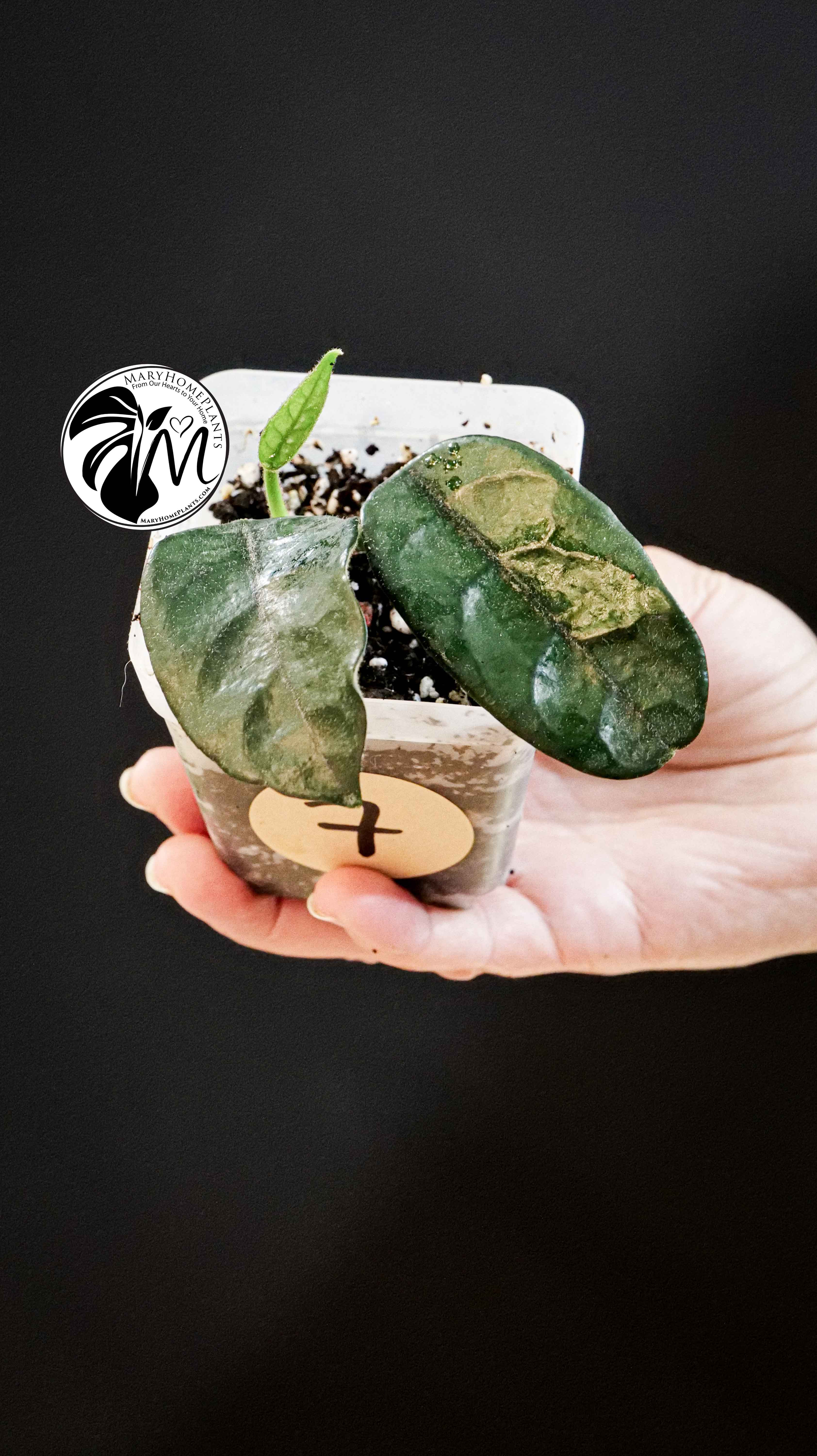 Hoya Villosa