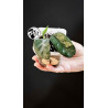 Hoya Villosa