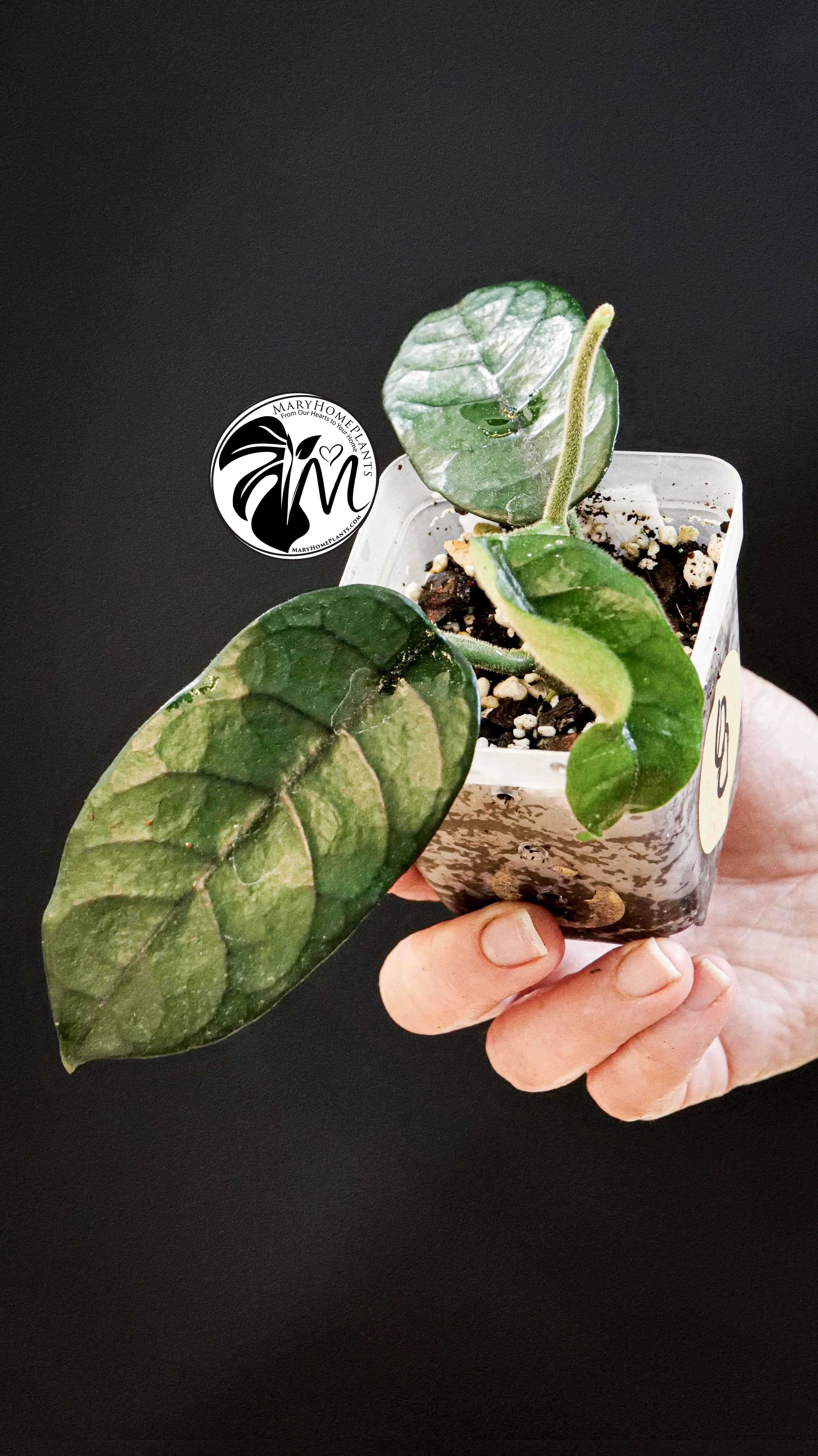 Hoya Villosa