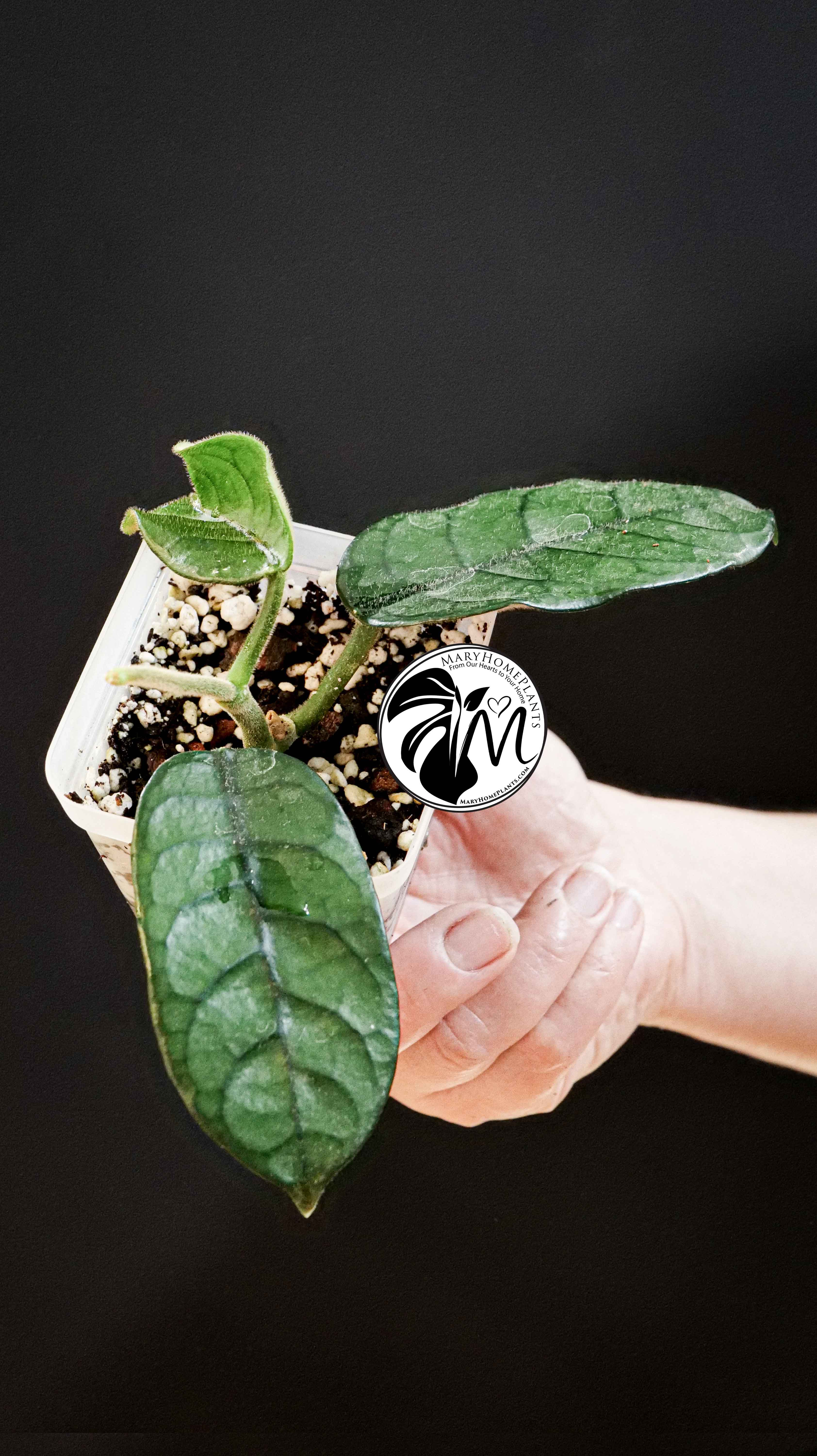 Hoya Villosa
