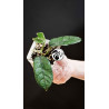 Hoya Villosa